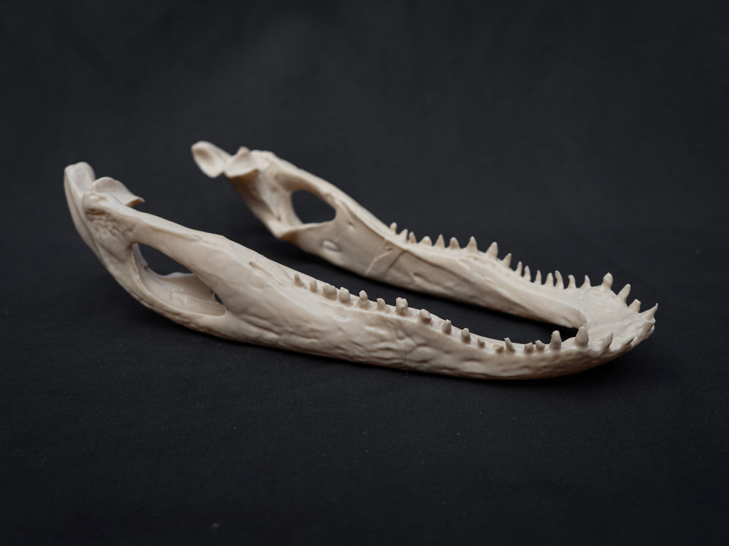 Life-Size Alligator Skull Replica – Realistic 3D Printed Bone Model