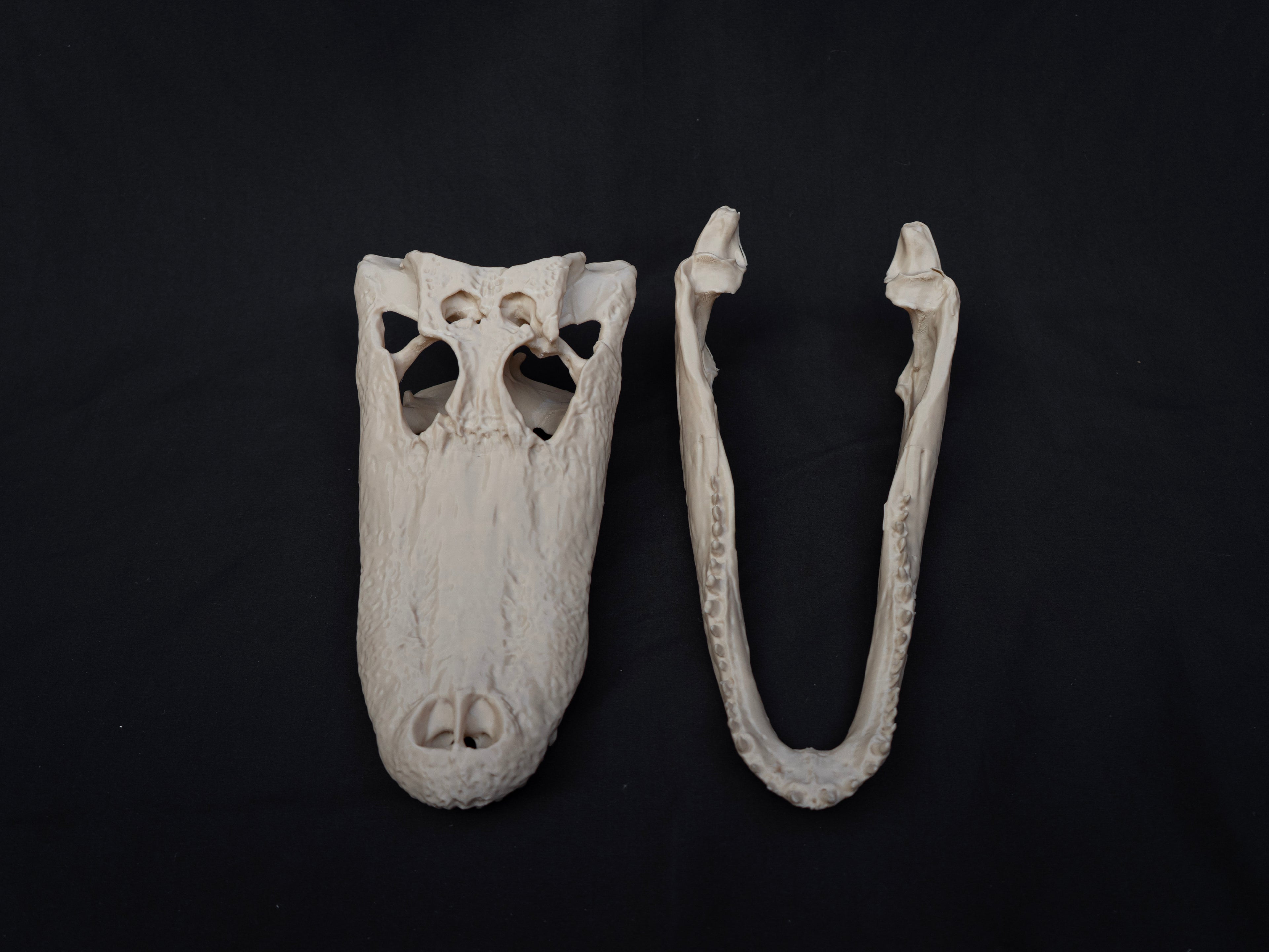 Life-Size Alligator Skull Replica – Realistic 3D Printed Bone Model