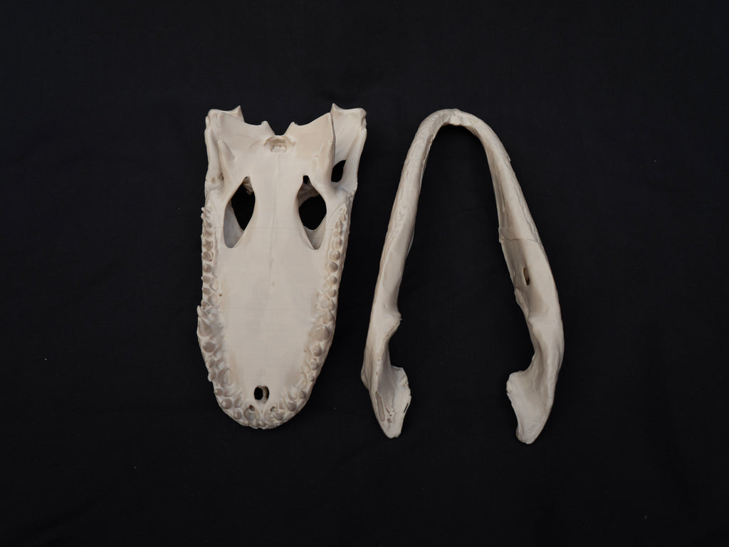 Life-Size Alligator Skull Replica – Realistic 3D Printed Bone Model