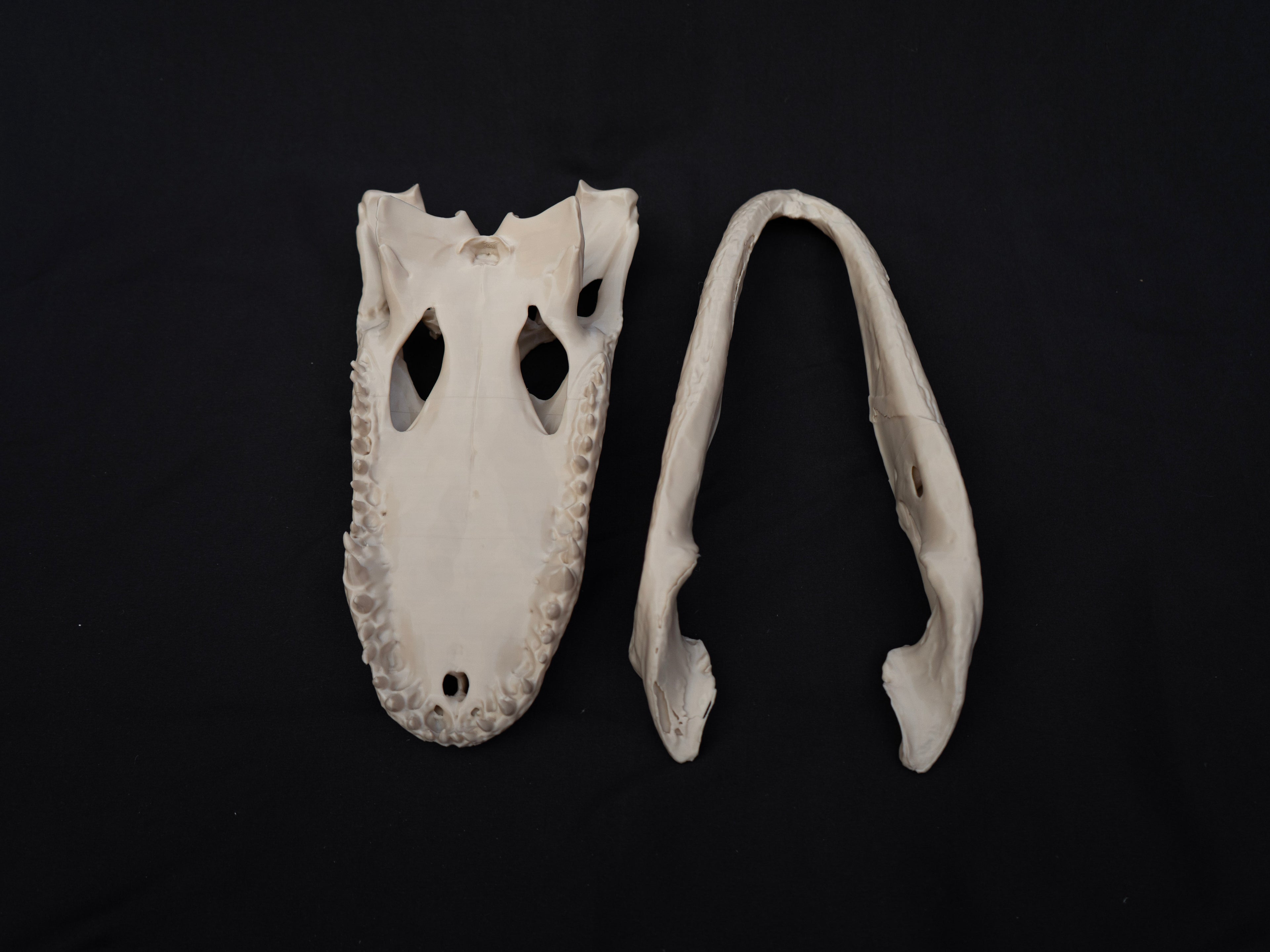 Life-Size Alligator Skull Replica – Realistic 3D Printed Bone Model