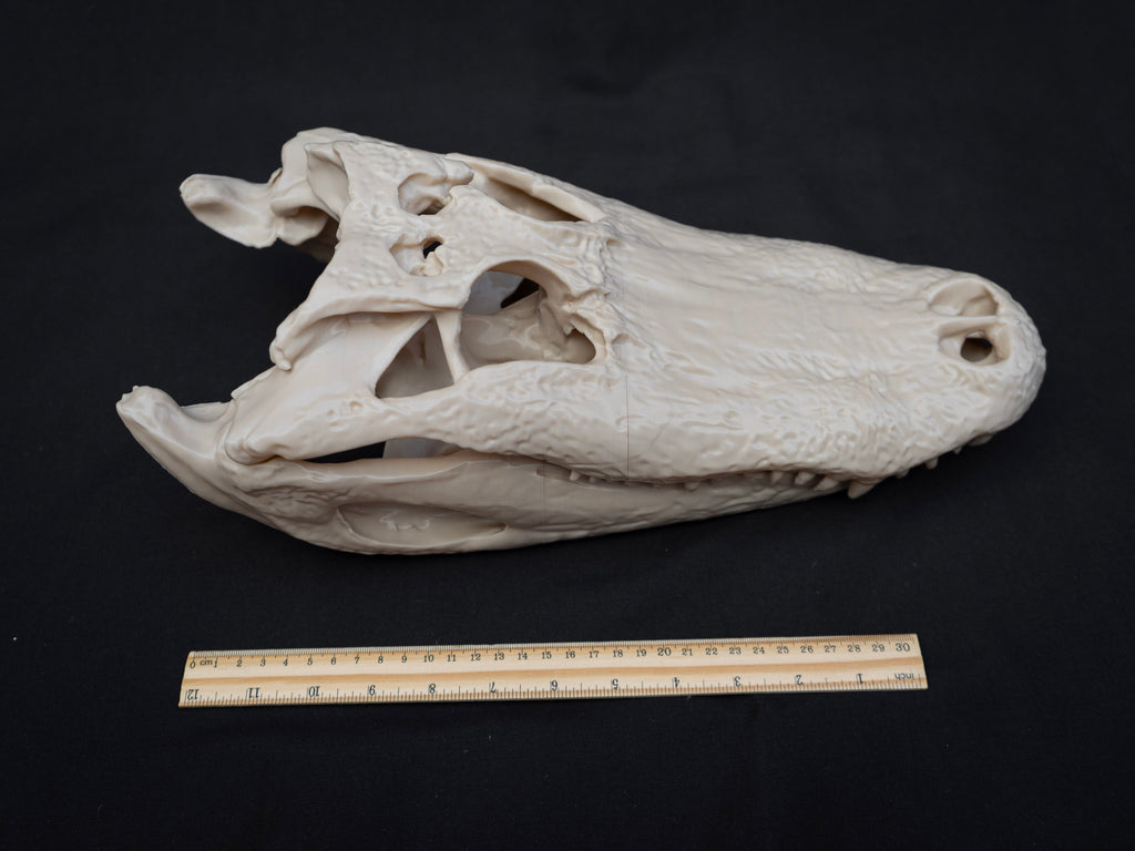 Life-Size Alligator Skull Replica – Realistic 3D Printed Bone Model
