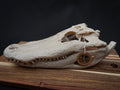 Life-Size Alligator Skull Replica – Realistic 3D Printed Bone Model