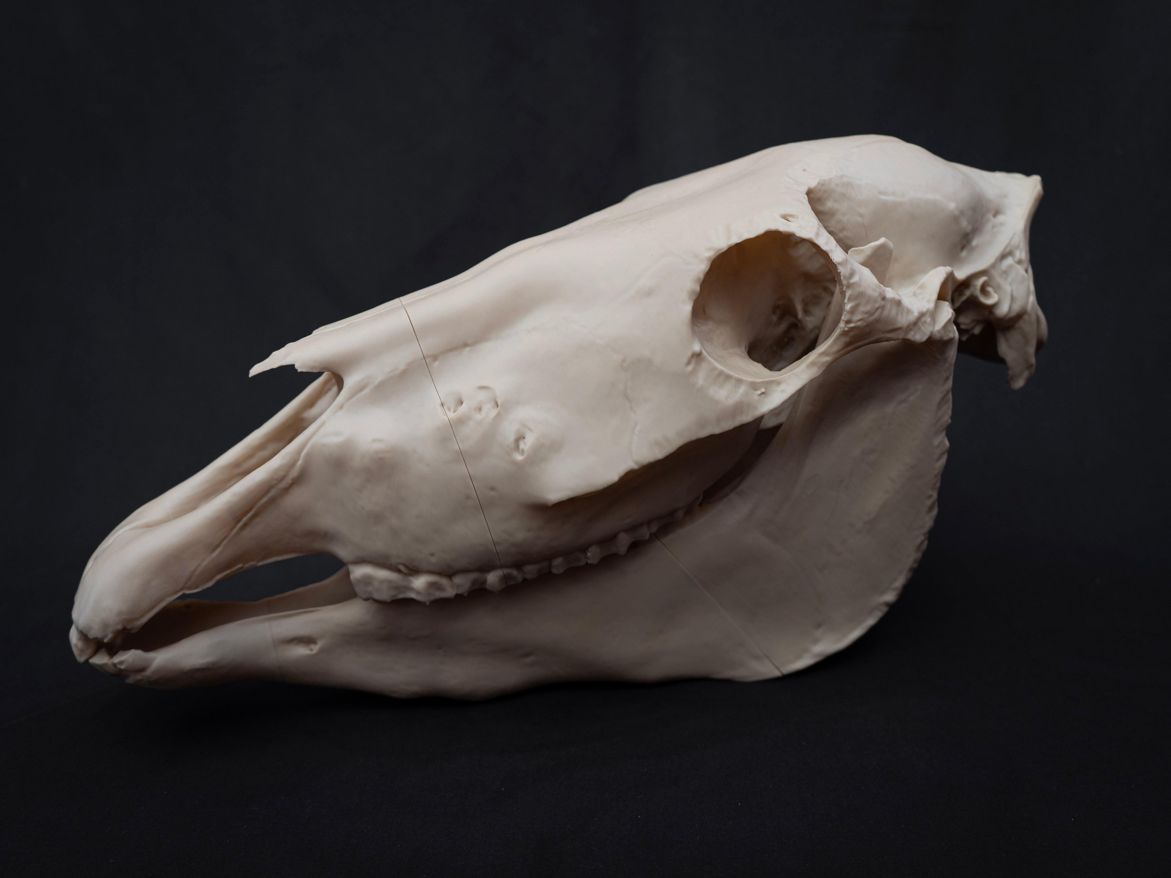Life-Size Horse Skull Replica KIT – Realistic 3D Printed Anatomical Model