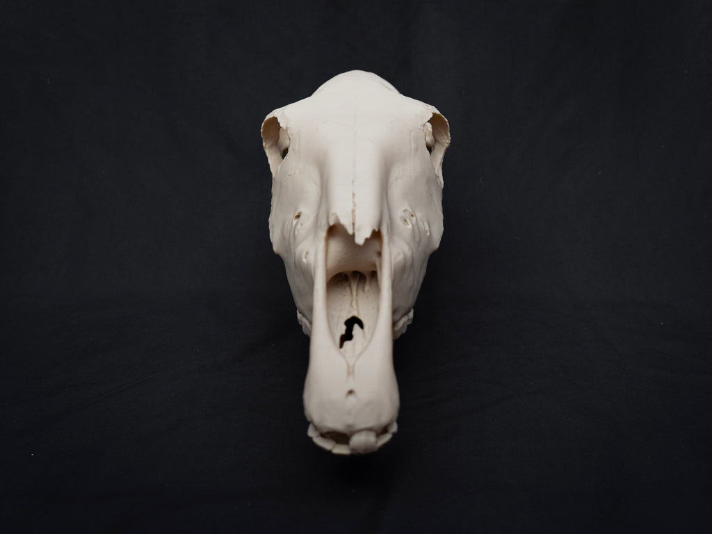 Life-Size Horse Skull Replica KIT – Realistic 3D Printed Anatomical Model