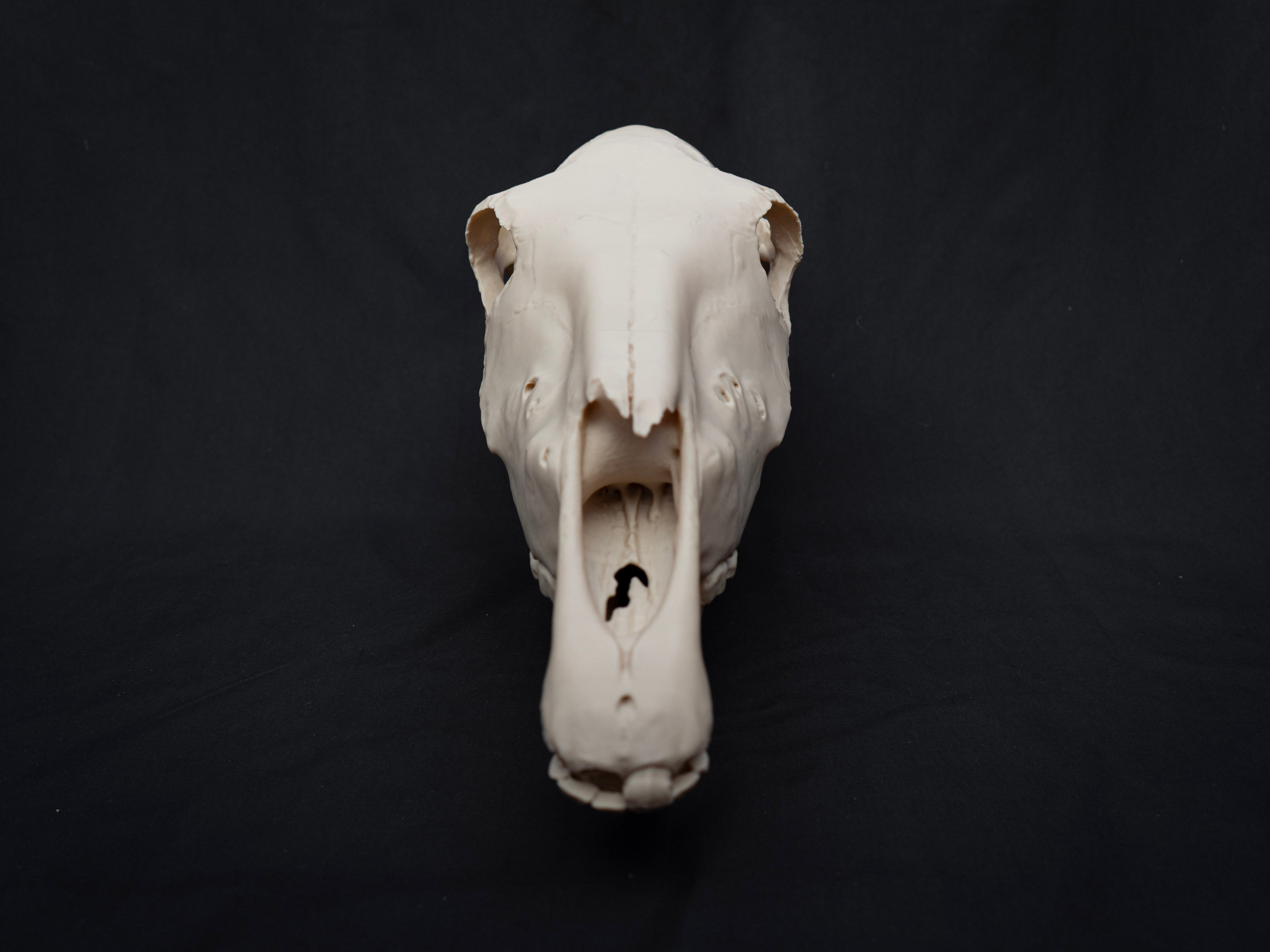 Life-Size Horse Skull Replica KIT – Realistic 3D Printed Anatomical Model