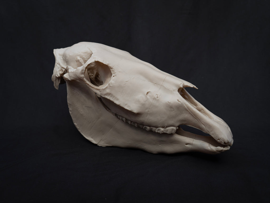 Life-Size Horse Skull Replica KIT – Realistic 3D Printed Anatomical Model
