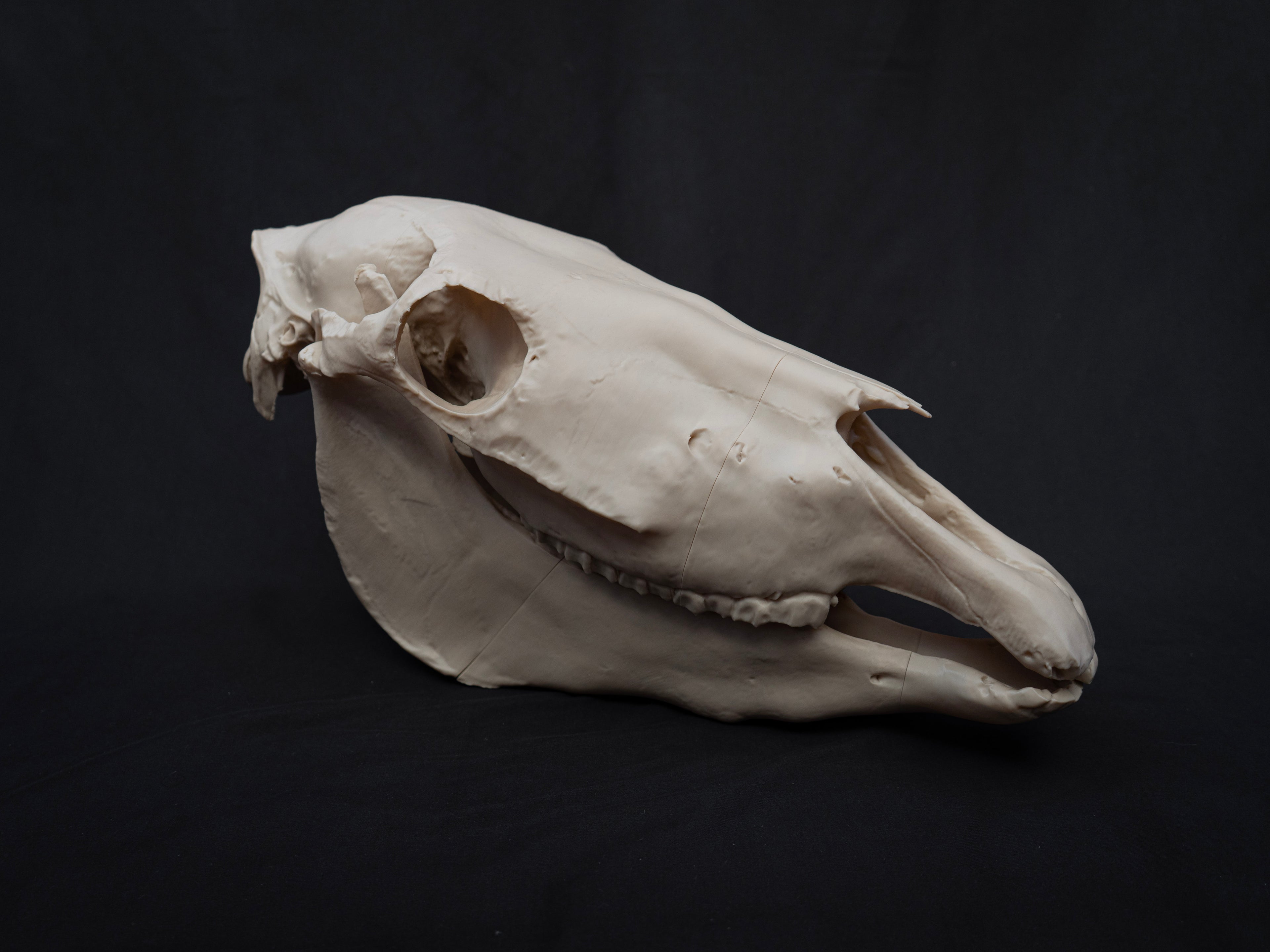 Life-Size Horse Skull Replica KIT – Realistic 3D Printed Anatomical Model