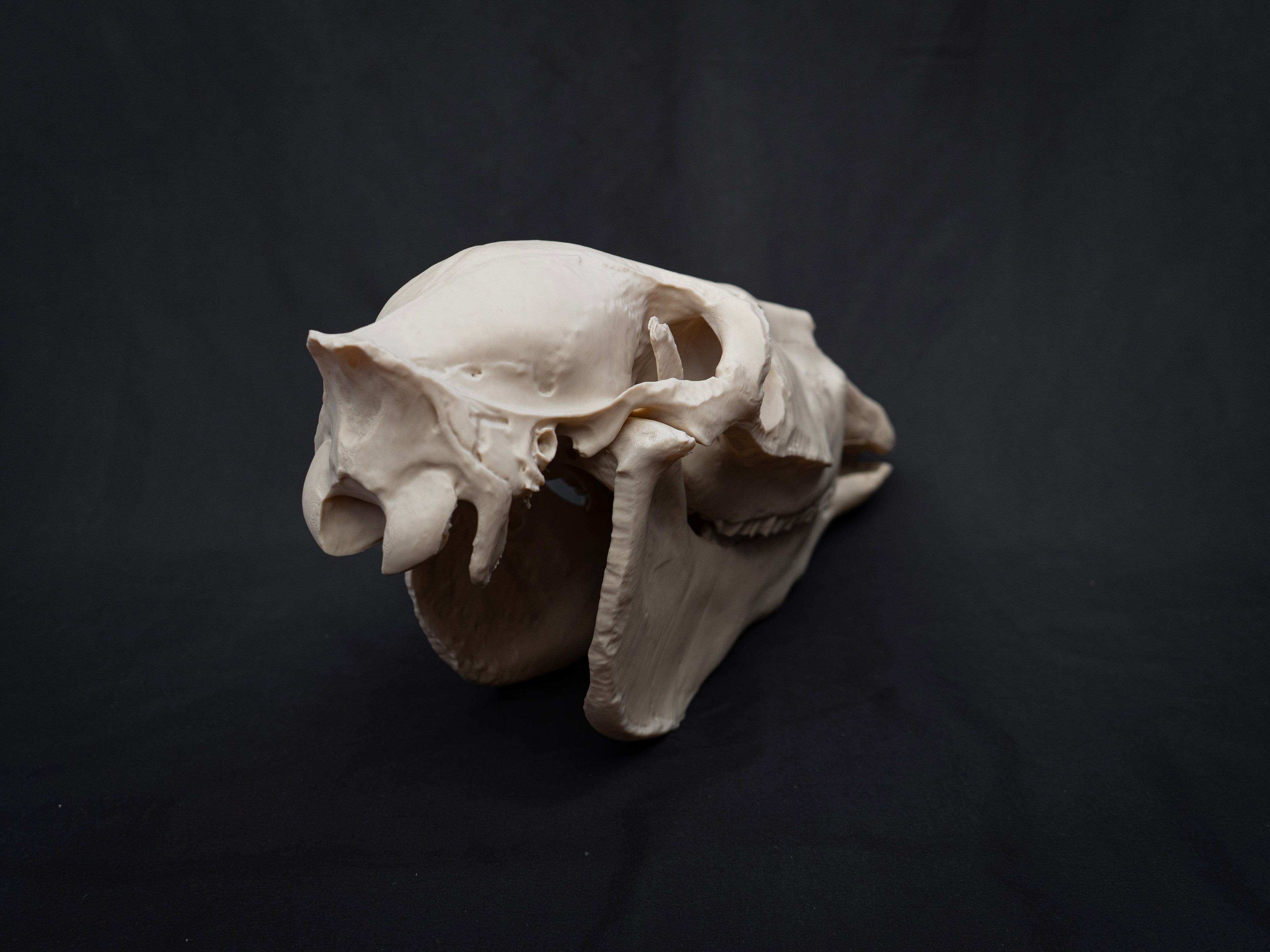 Life-Size Horse Skull Replica KIT – Realistic 3D Printed Anatomical Model