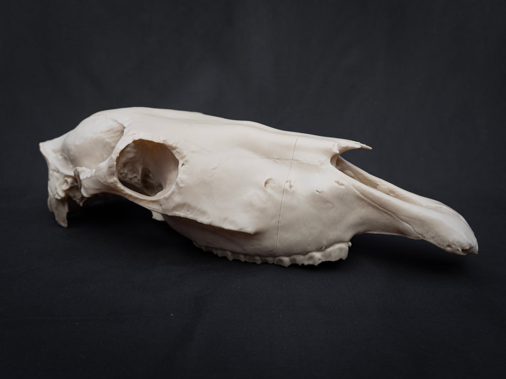 Life-Size Horse Skull Replica KIT – Realistic 3D Printed Anatomical Model