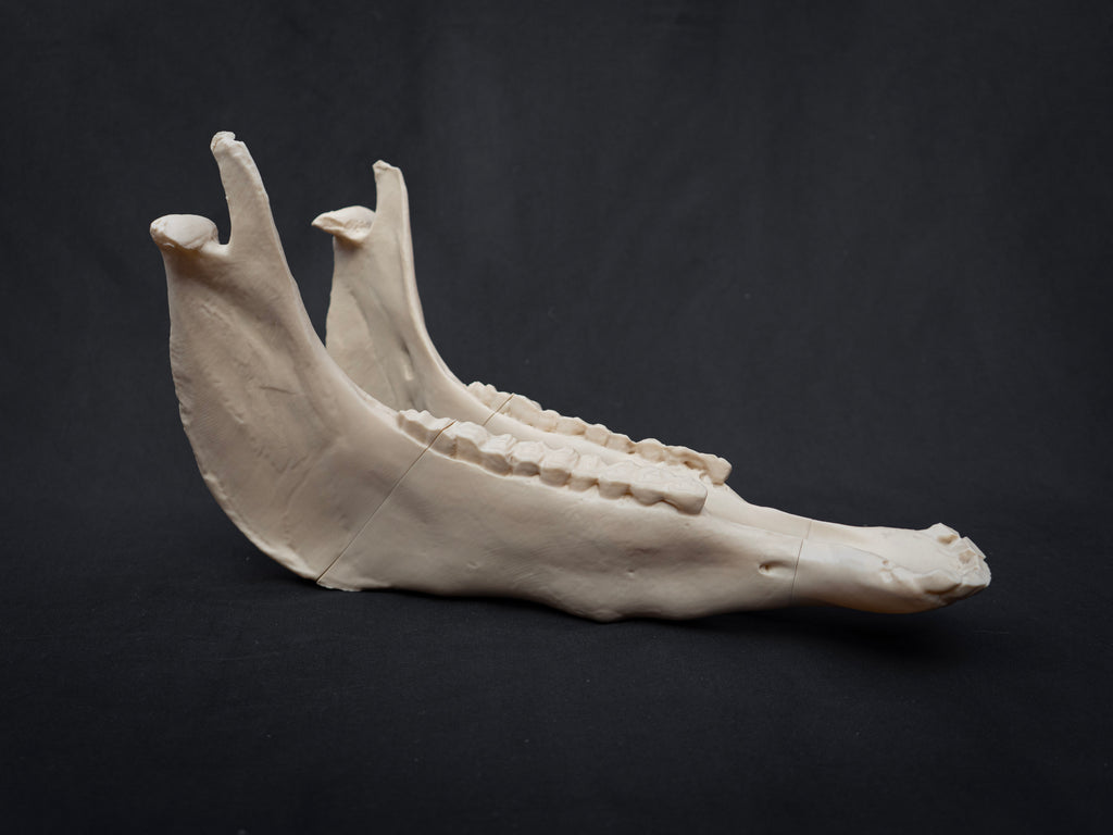 Life-Size Horse Skull Replica KIT – Realistic 3D Printed Anatomical Model