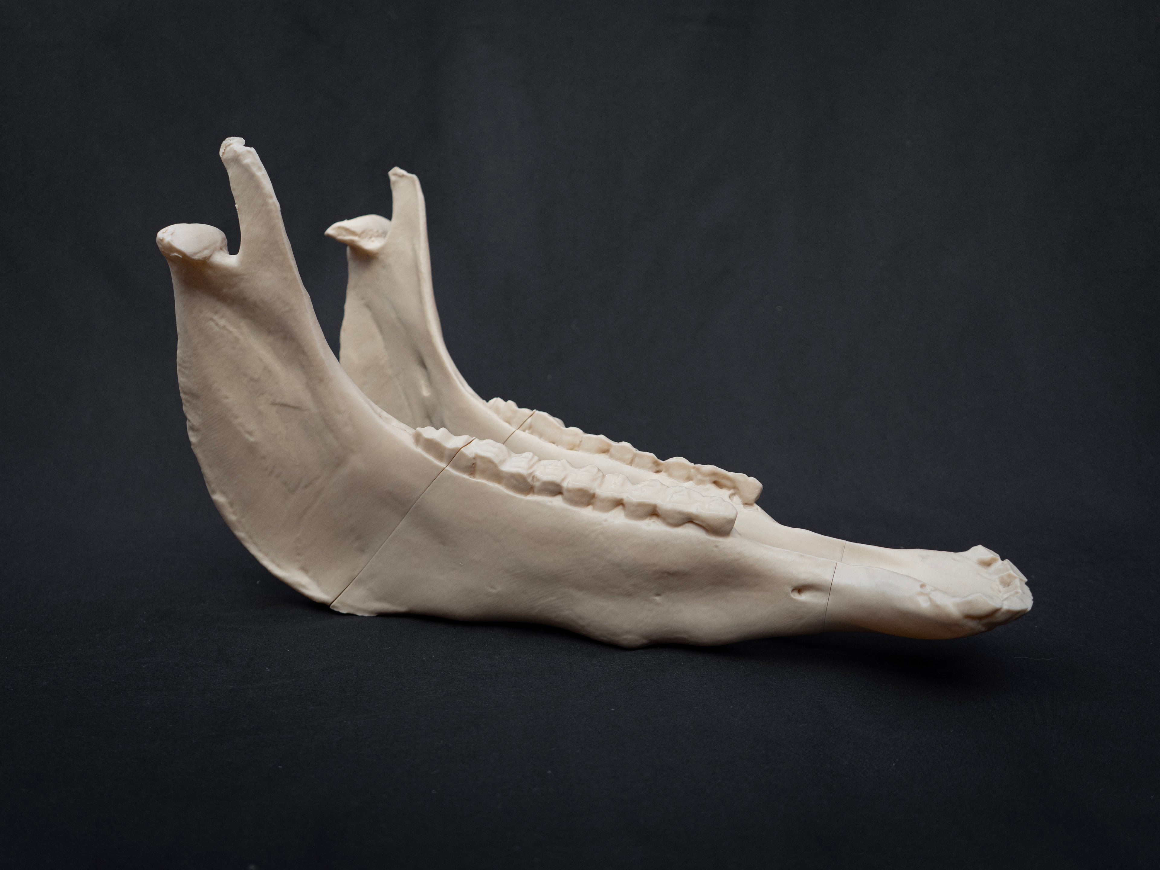 Life-Size Horse Skull Replica KIT – Realistic 3D Printed Anatomical Model