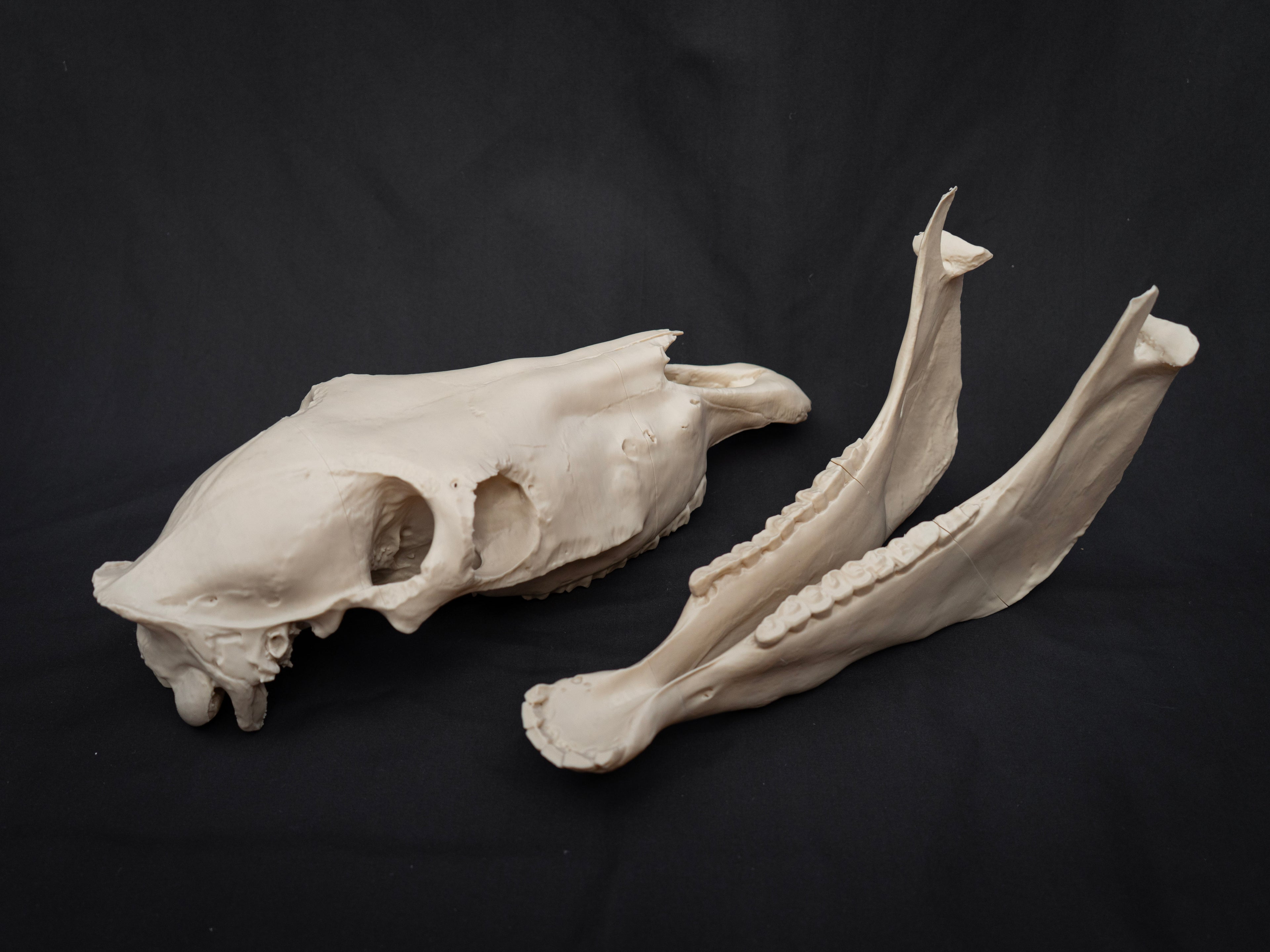 Life-Size Horse Skull Replica KIT – Realistic 3D Printed Anatomical Model