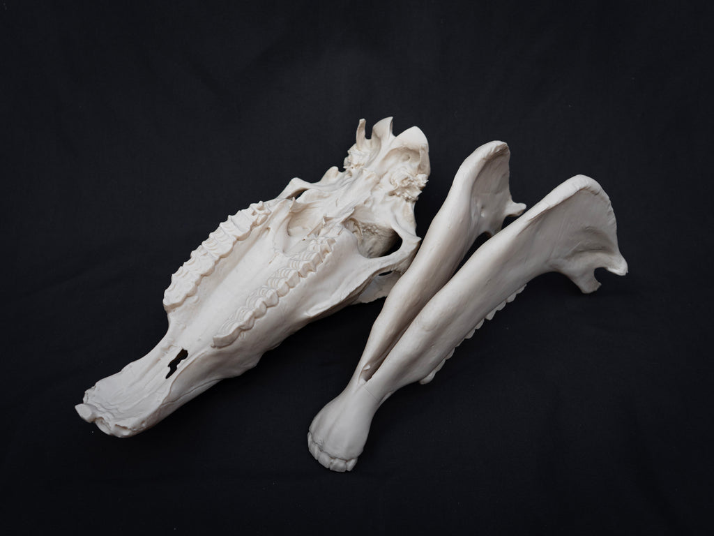 Life-Size Horse Skull Replica KIT – Realistic 3D Printed Anatomical Model