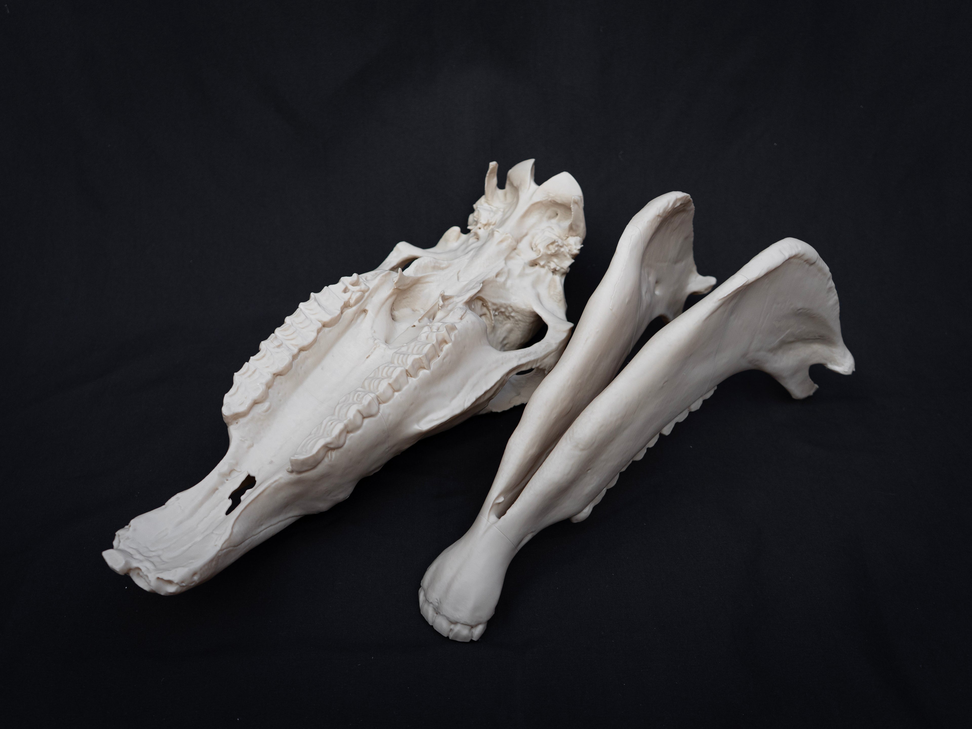 Life-Size Horse Skull Replica KIT – Realistic 3D Printed Anatomical Model