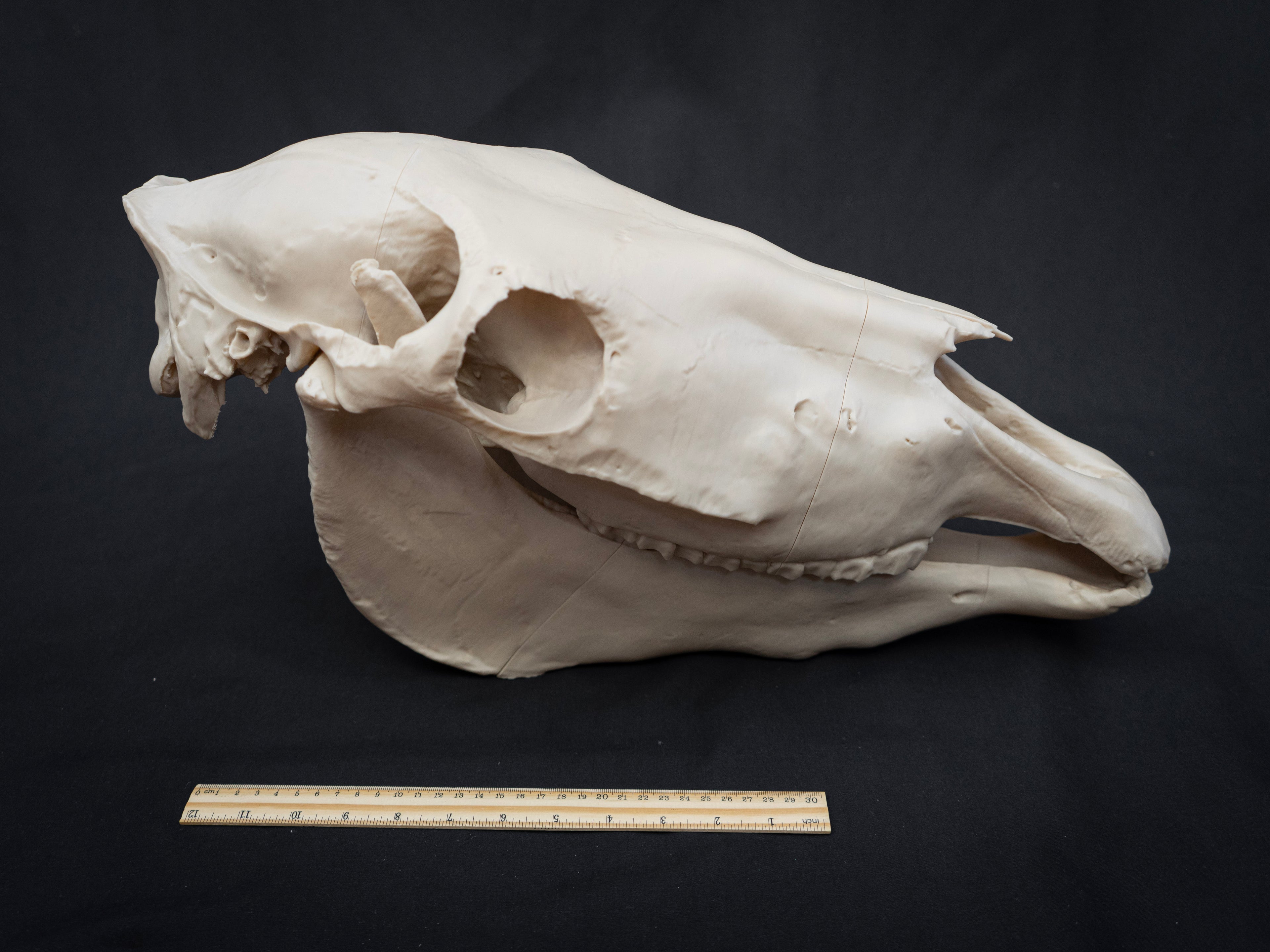 Life-Size Horse Skull Replica KIT – Realistic 3D Printed Anatomical Model