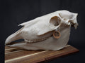 Life-Size Horse Skull Replica KIT – Realistic 3D Printed Anatomical Model
