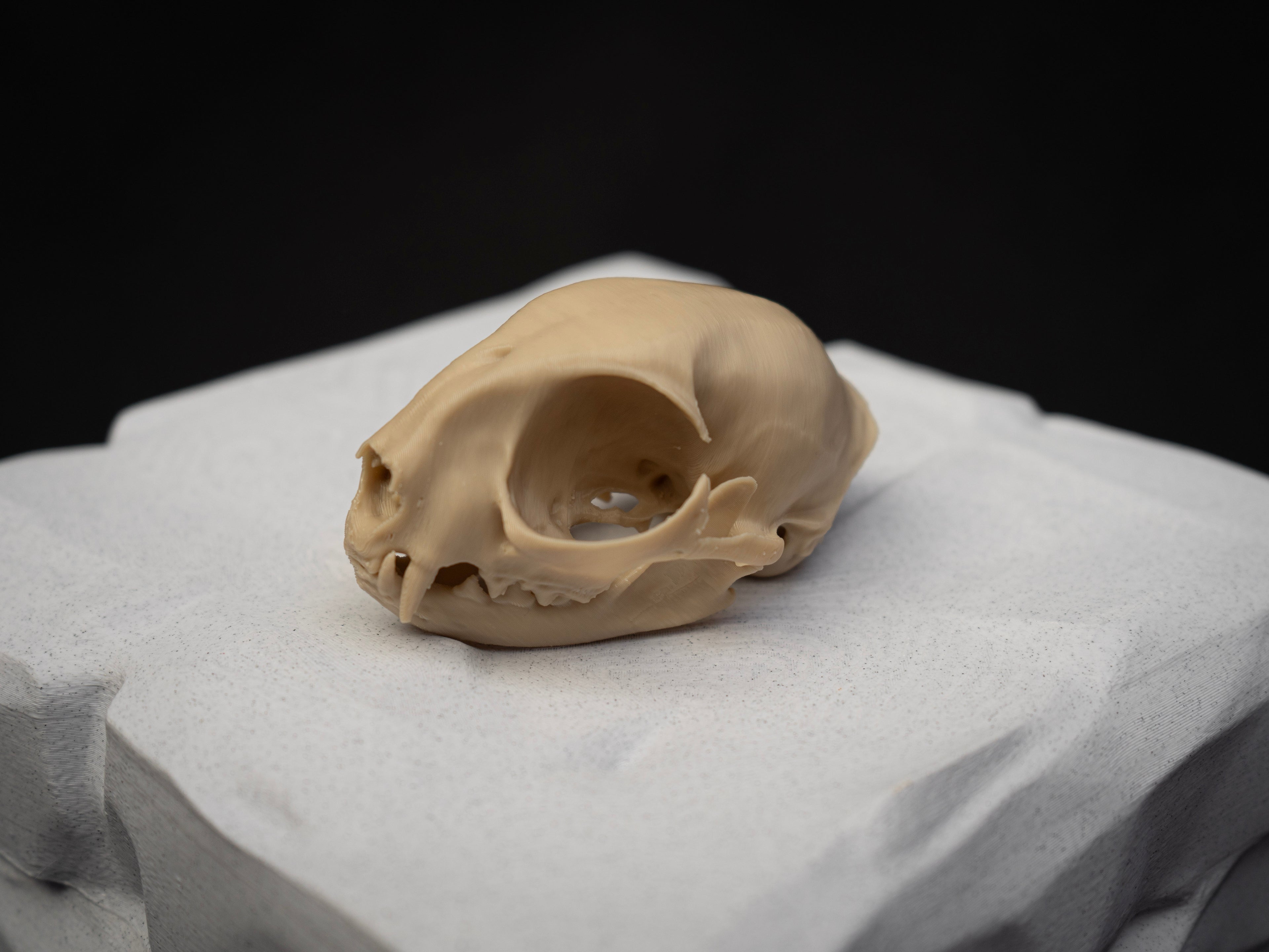 House Cat Skull - Life Size 3D Print