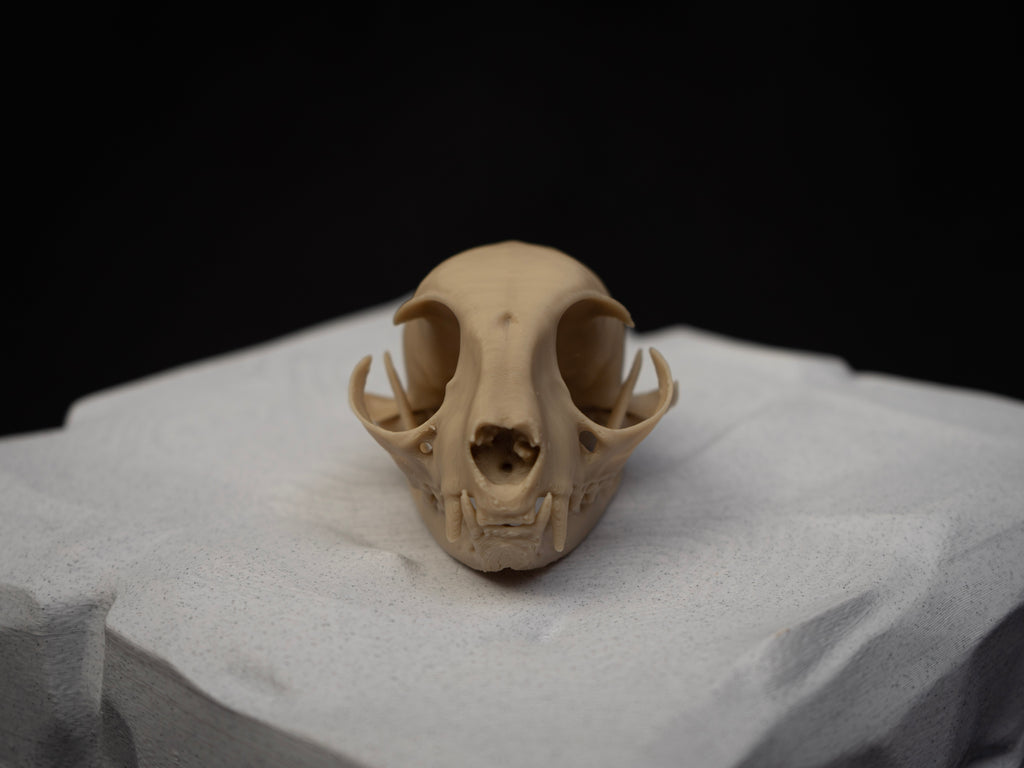 House Cat Skull - Life Size 3D Print