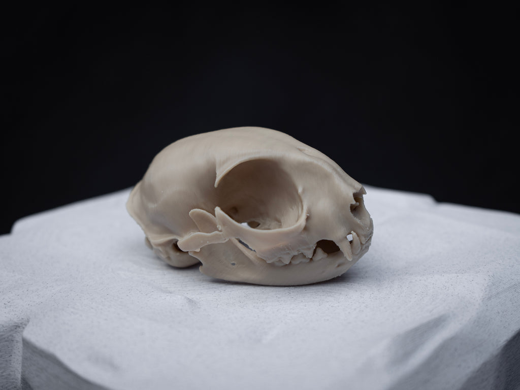 House Cat Skull - Life Size 3D Print