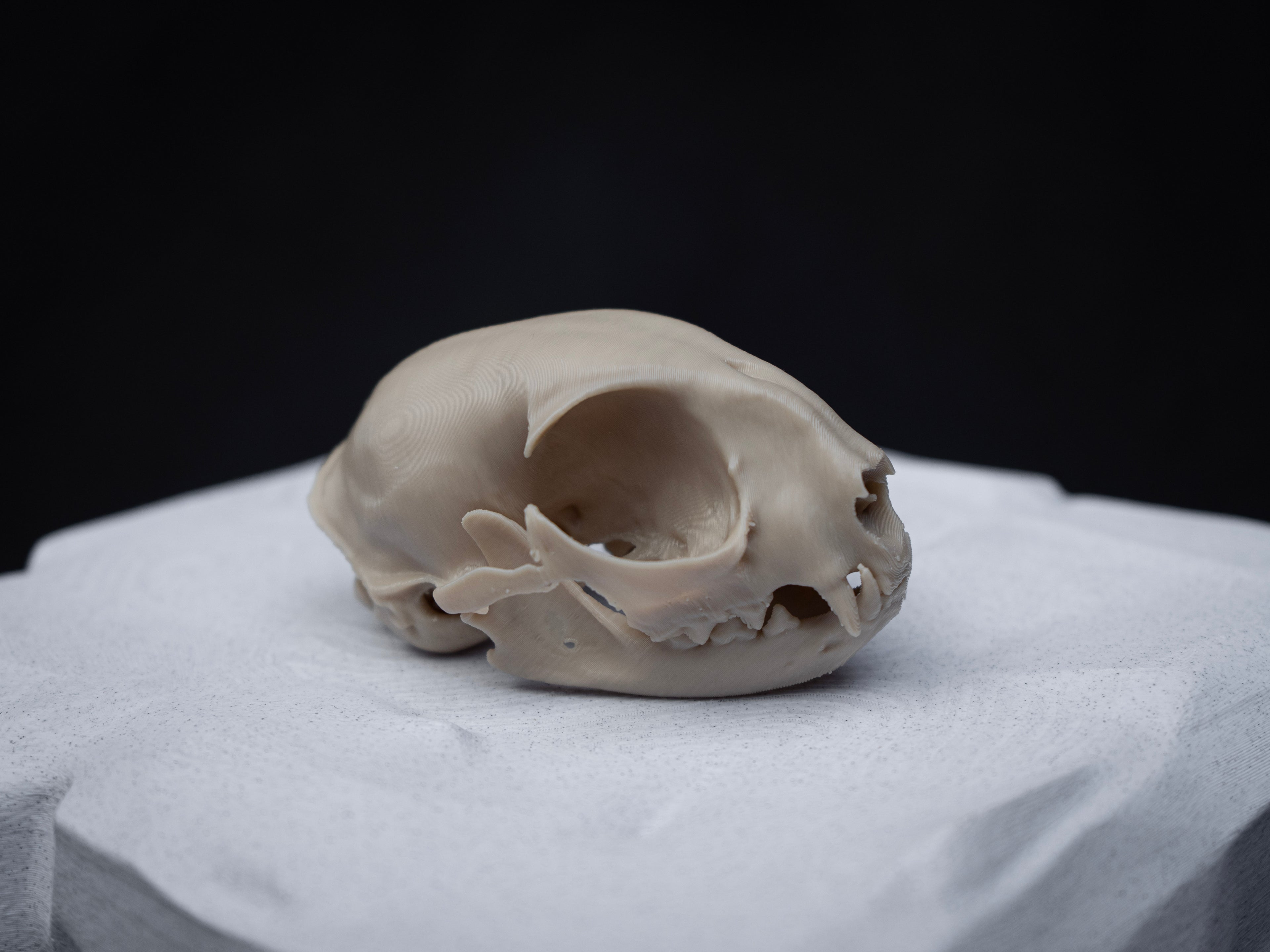 House Cat Skull - Life Size 3D Print