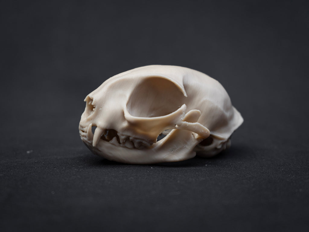 House Cat Skull - Life Size 3D Print