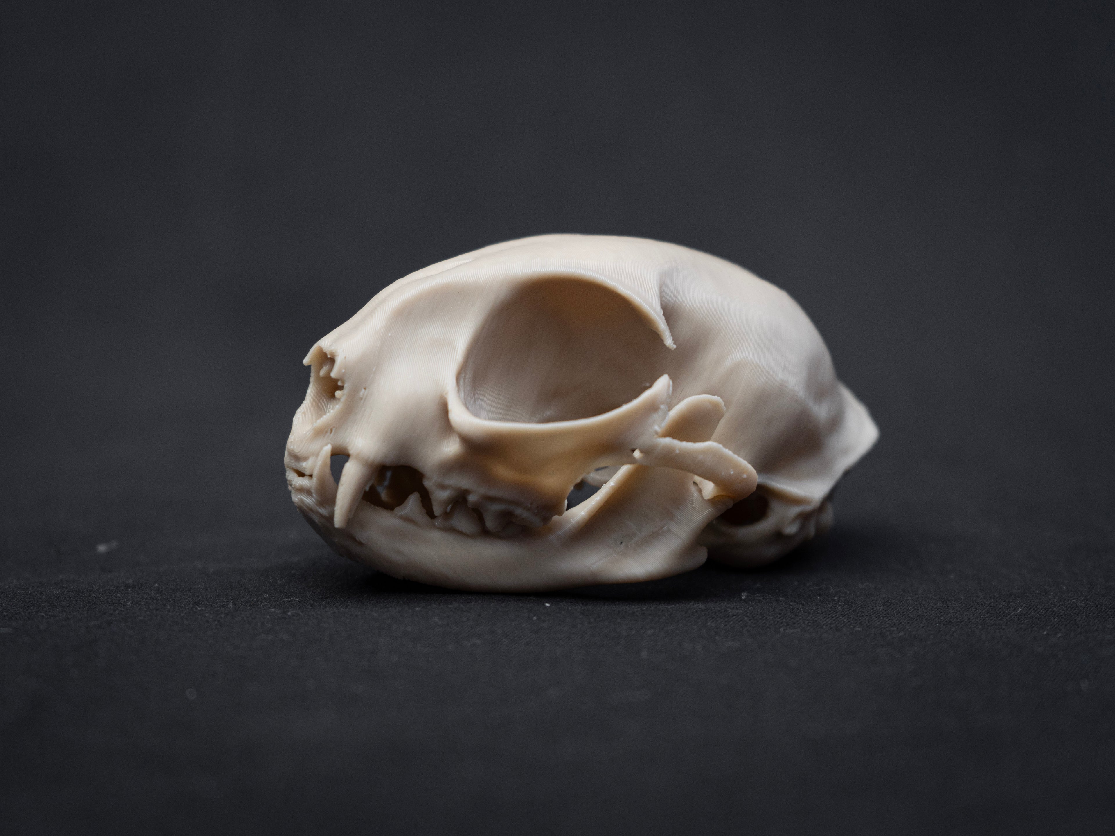 House Cat Skull - Life Size 3D Print