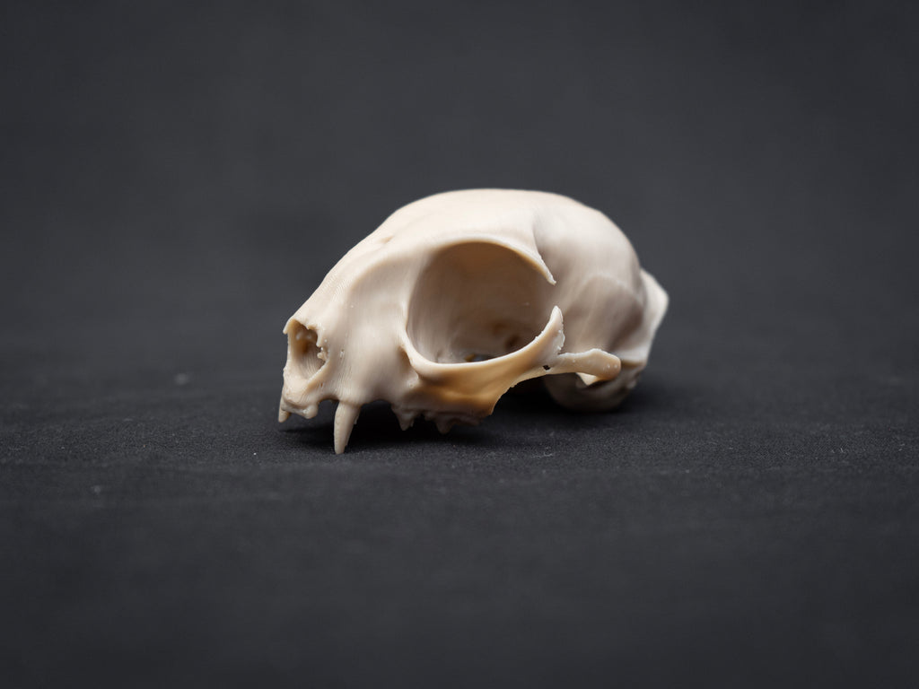 House Cat Skull - Life Size 3D Print