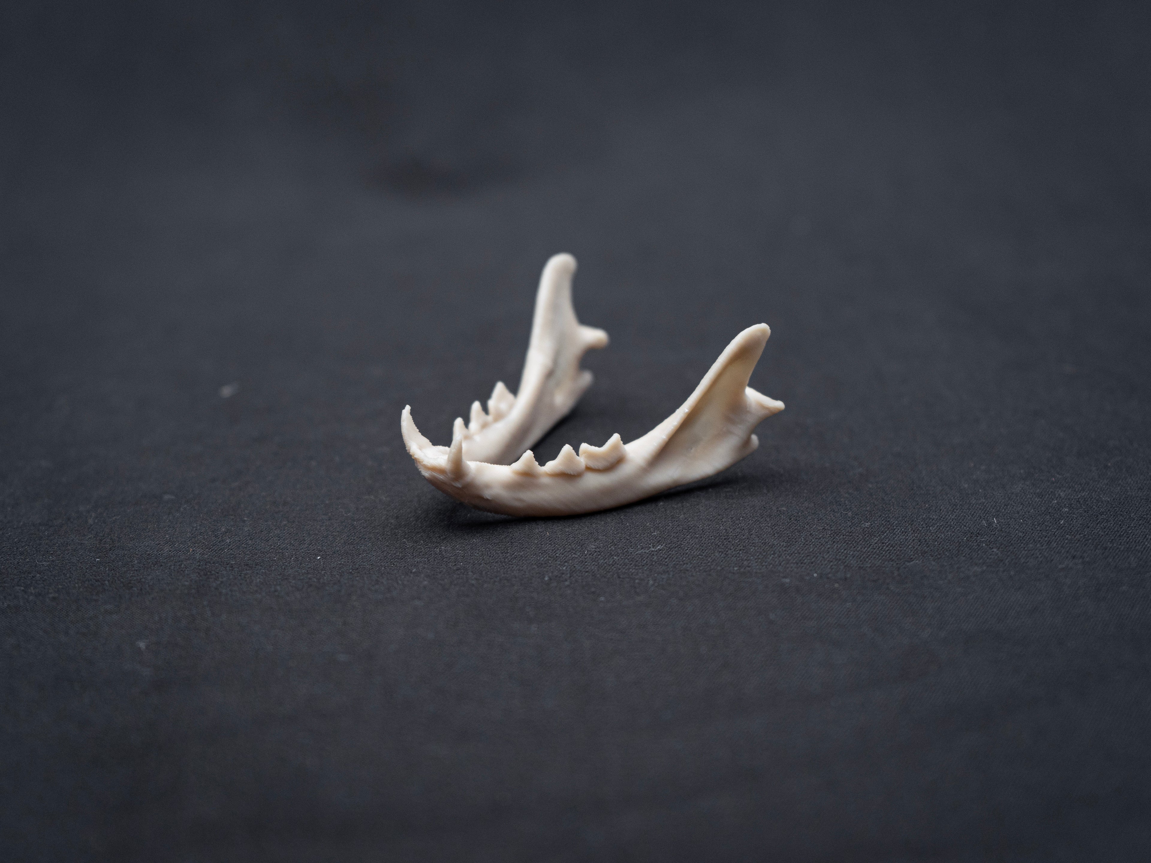 House Cat Skull - Life Size 3D Print