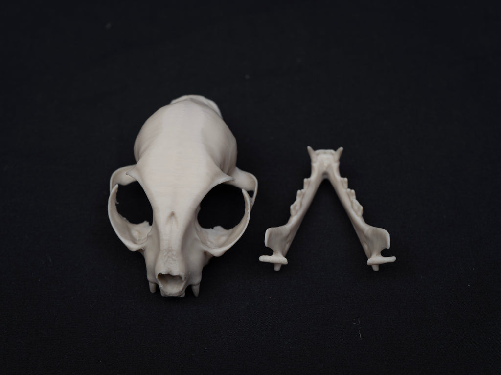 House Cat Skull - Life Size 3D Print