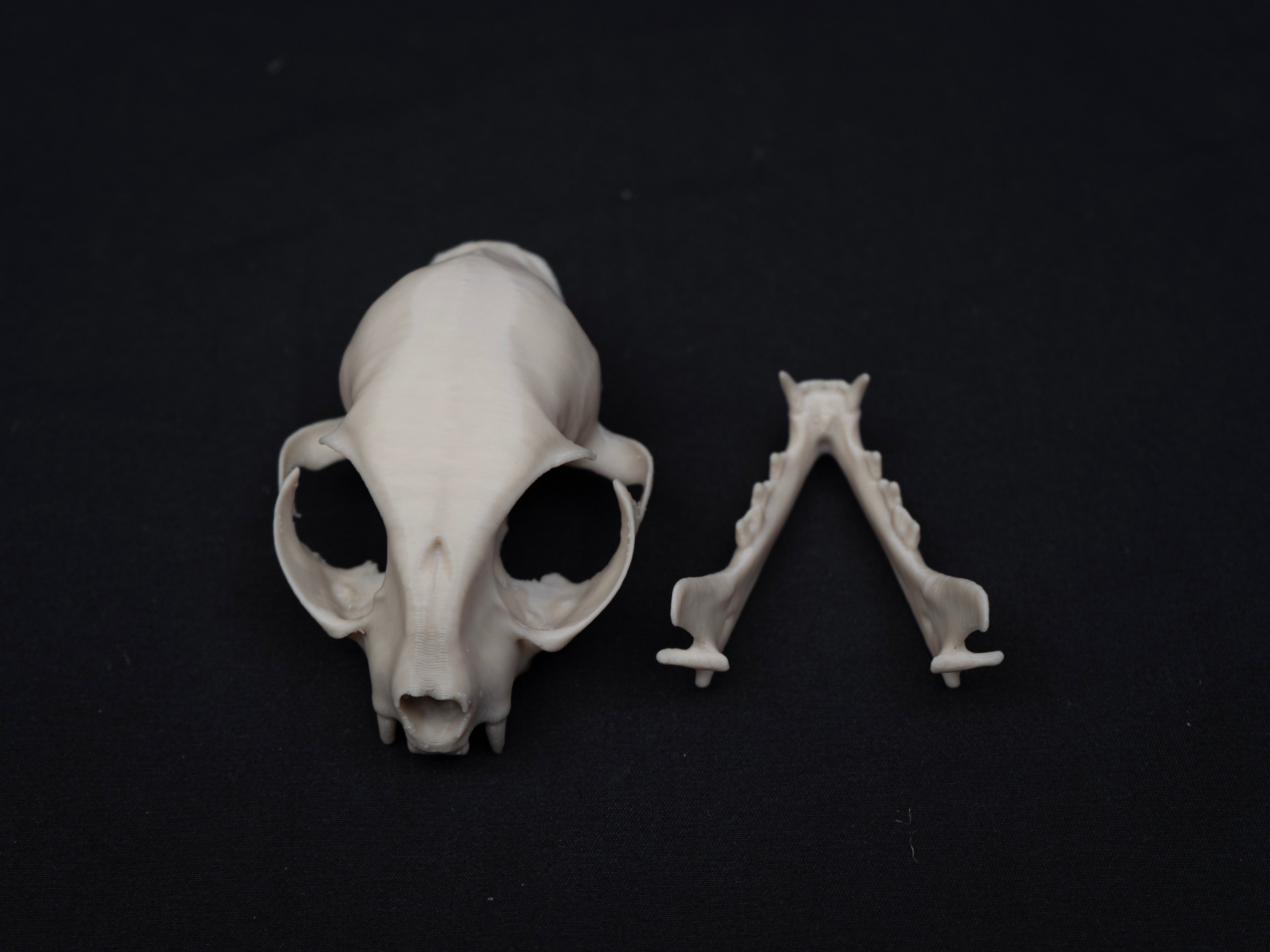 House Cat Skull - Life Size 3D Print