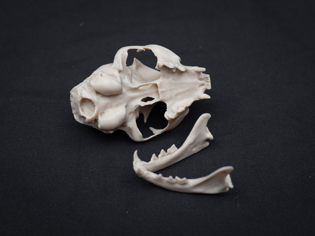 House Cat Skull - Life Size 3D Print