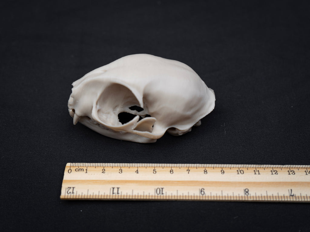 House Cat Skull - Life Size 3D Print