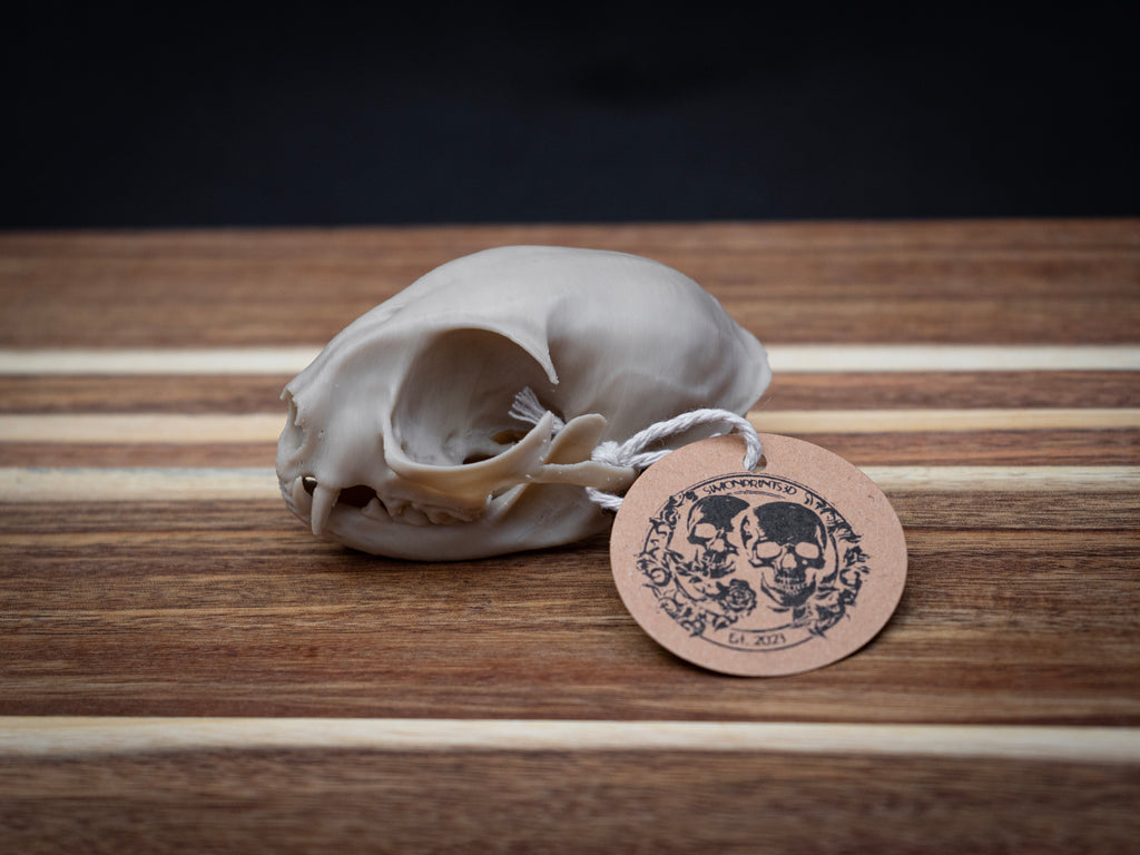 House Cat Skull - Life Size 3D Print