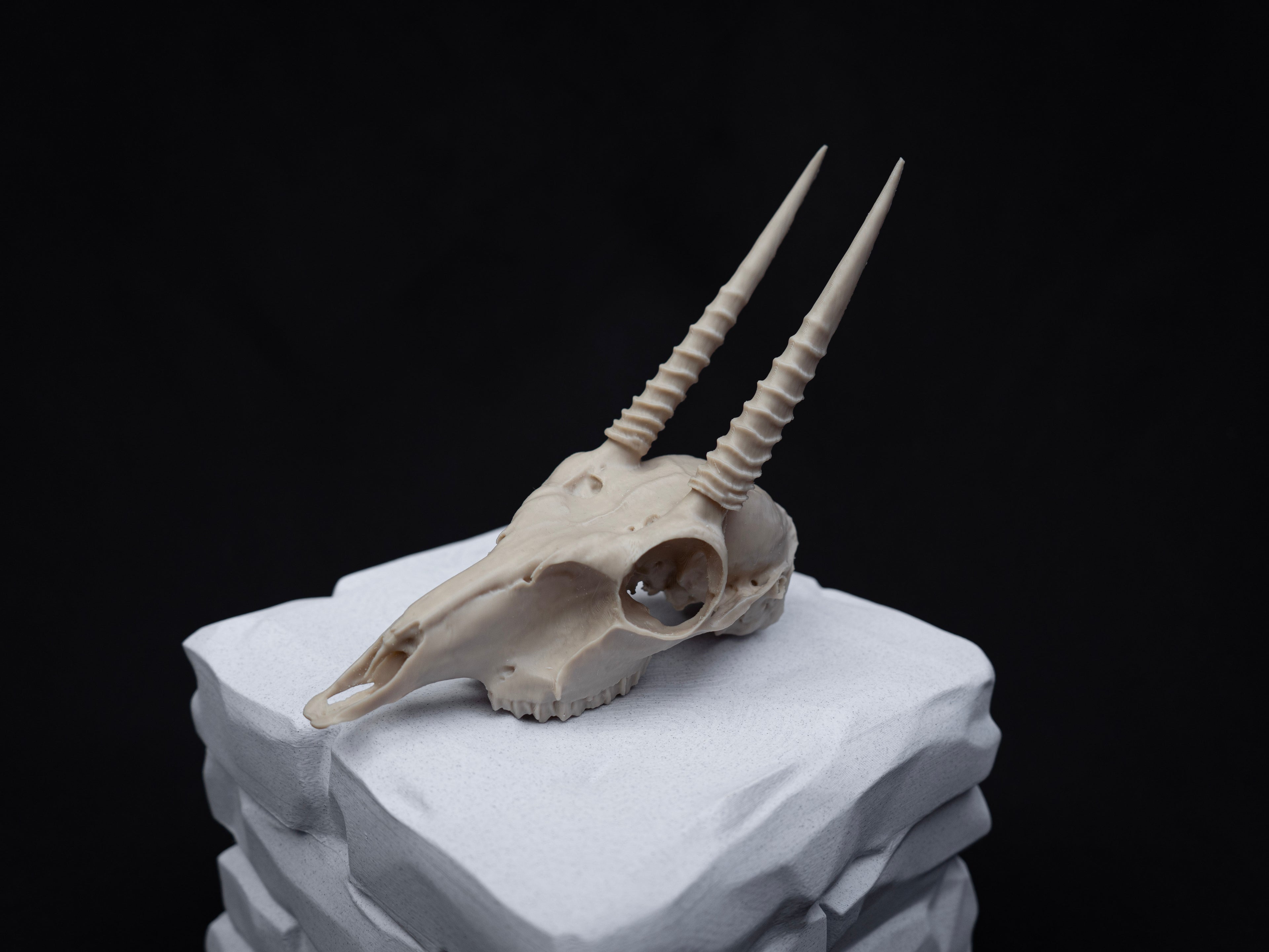 Oribi Deer skull - Life Size 3D Print