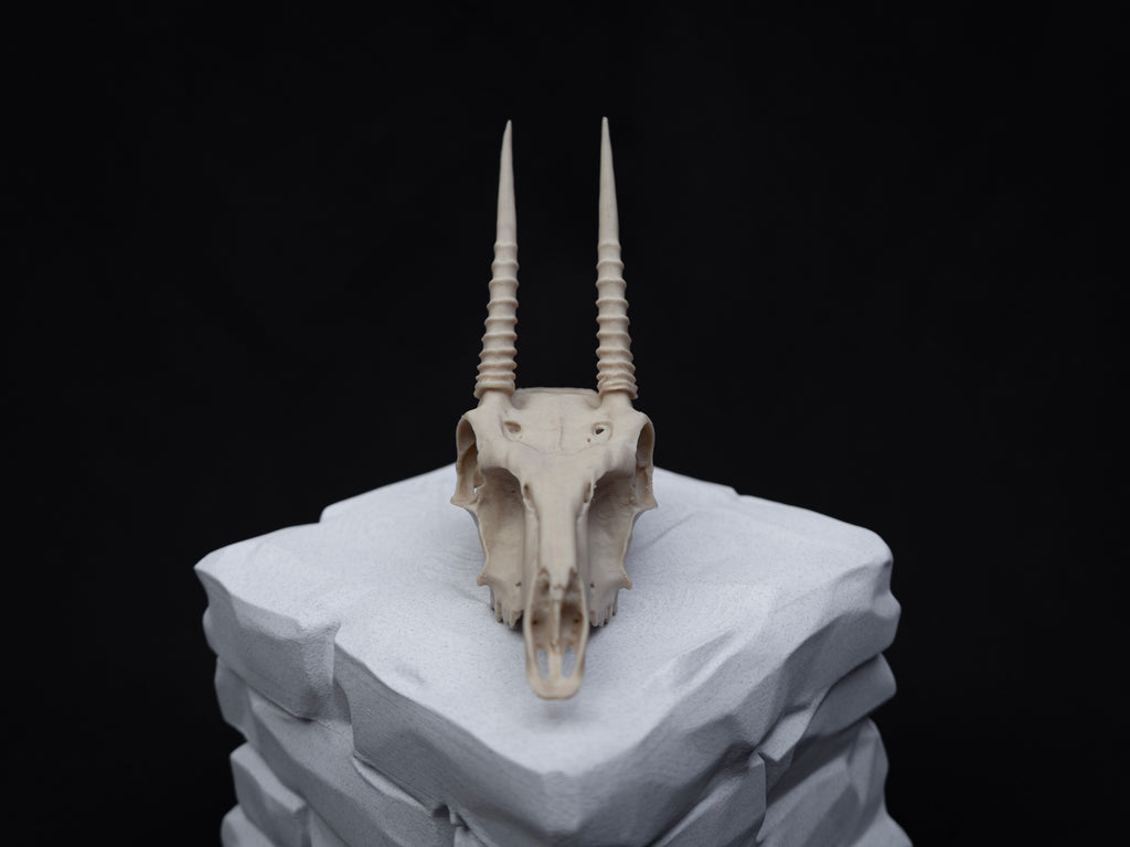 Oribi Deer skull - Life Size 3D Print