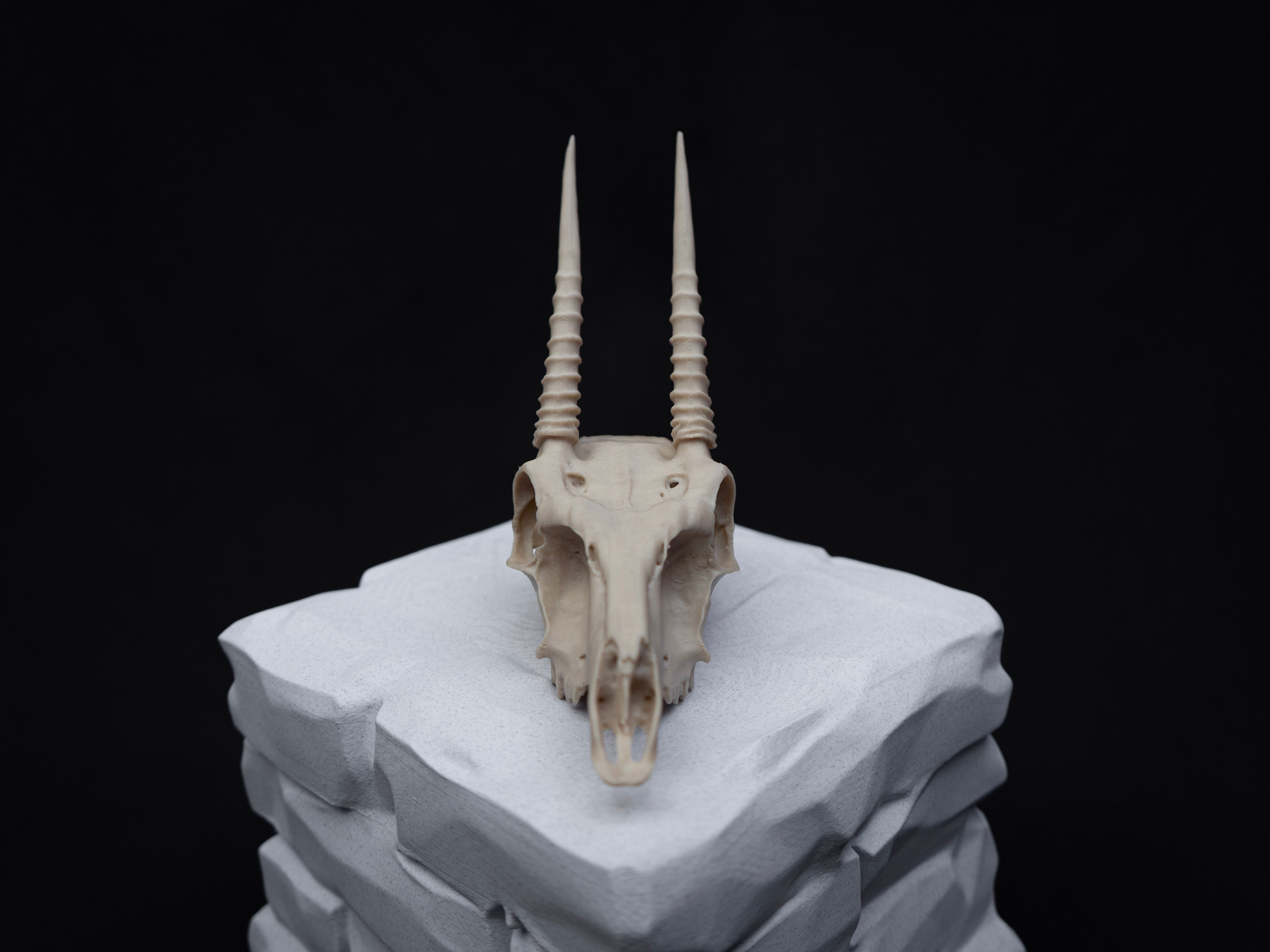 Oribi Deer skull - Life Size 3D Print