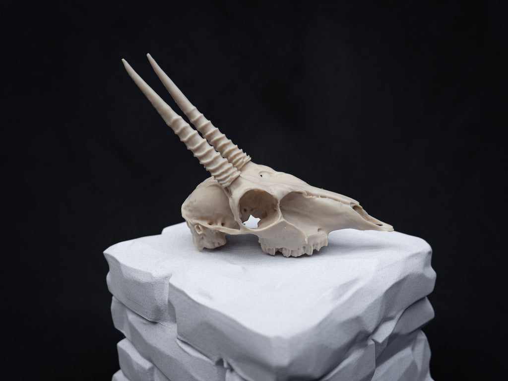 Oribi Deer skull - Life Size 3D Print