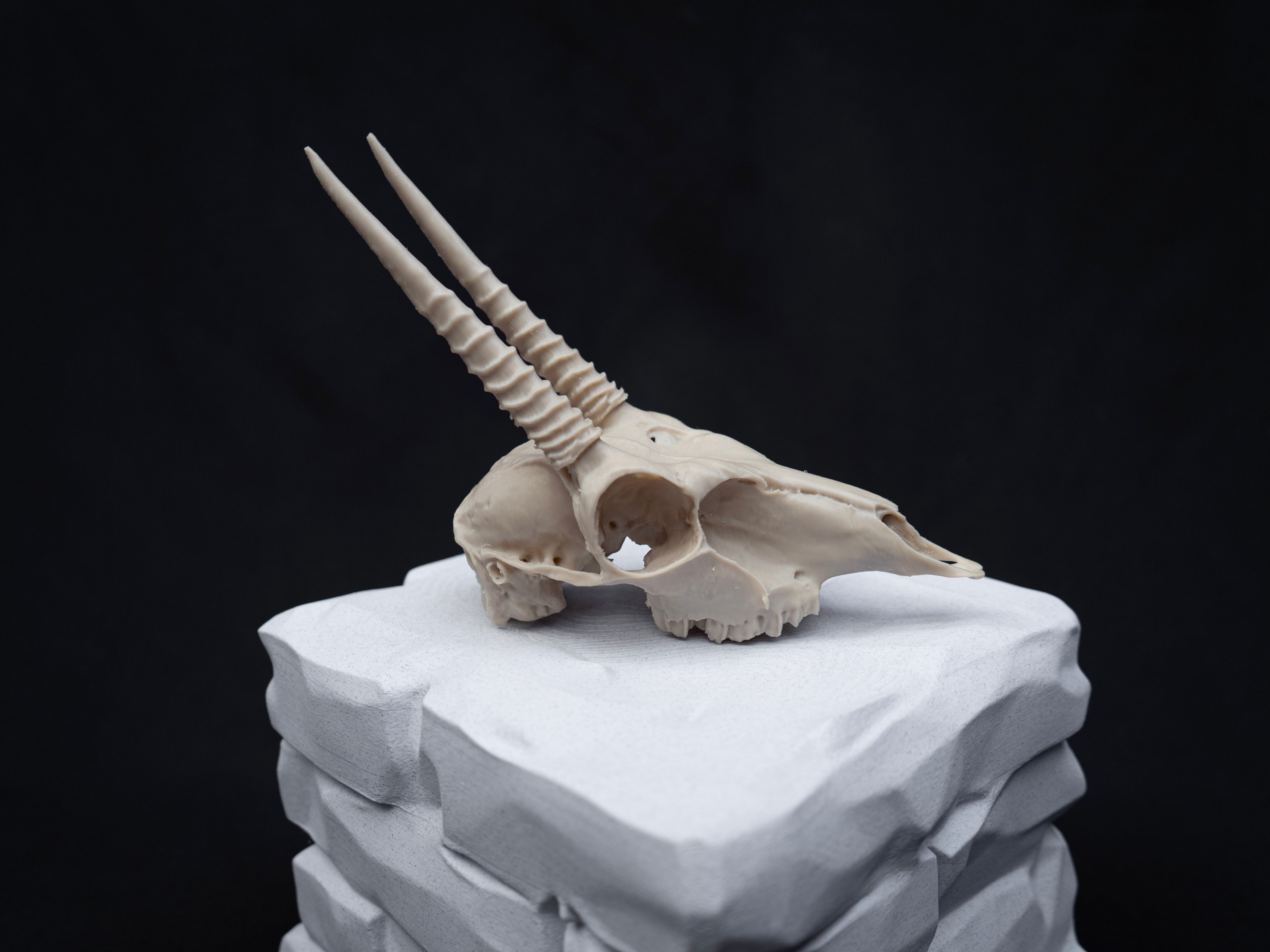 Oribi Deer skull - Life Size 3D Print