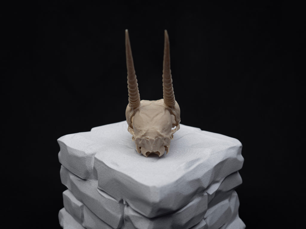 Oribi Deer skull - Life Size 3D Print