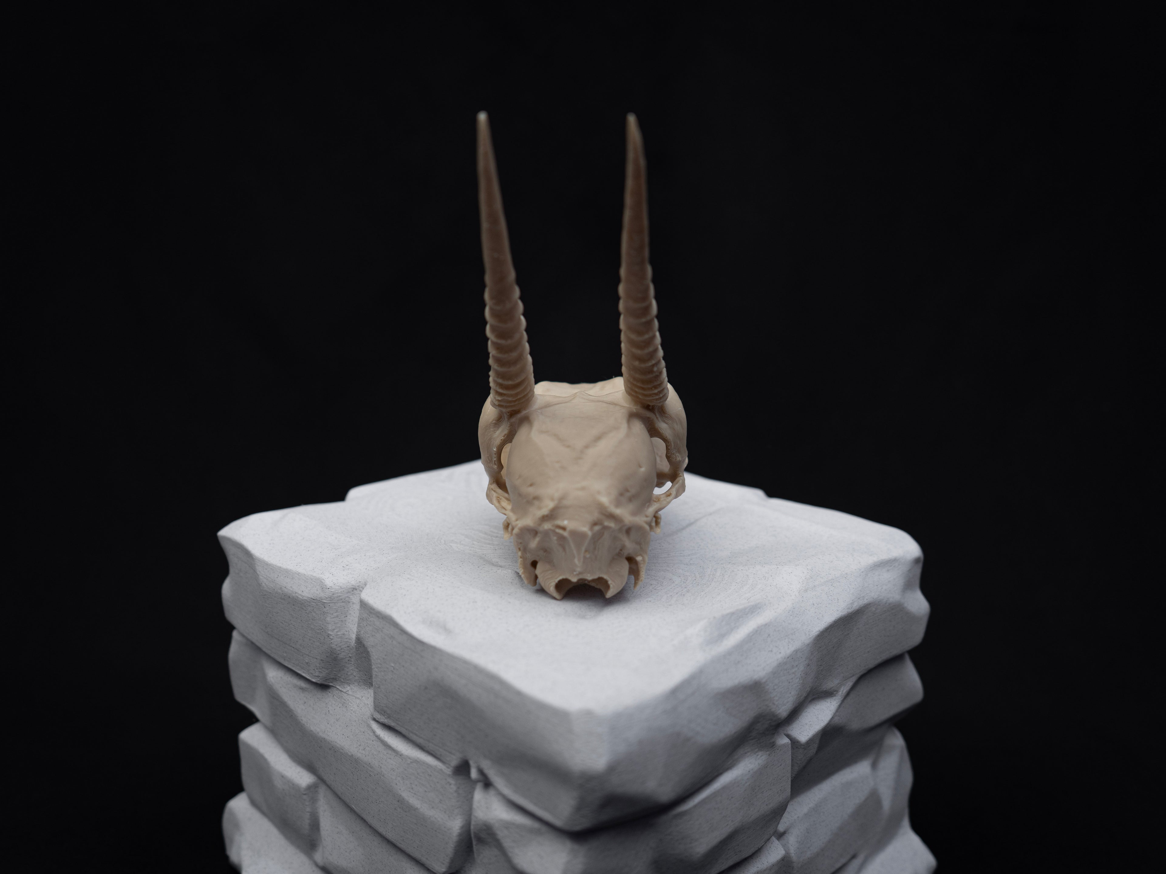 Oribi Deer skull - Life Size 3D Print