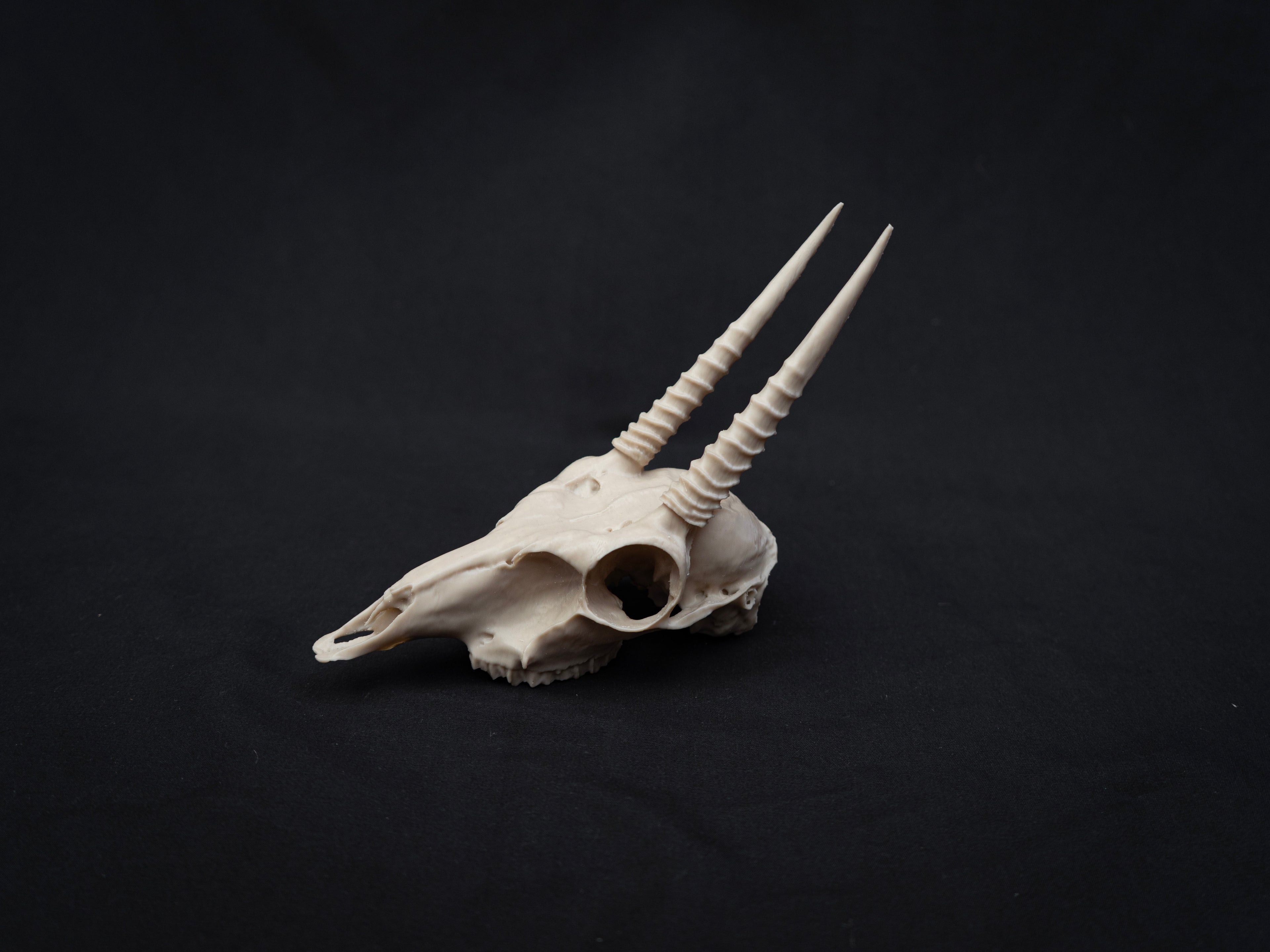Oribi Deer skull - Life Size 3D Print