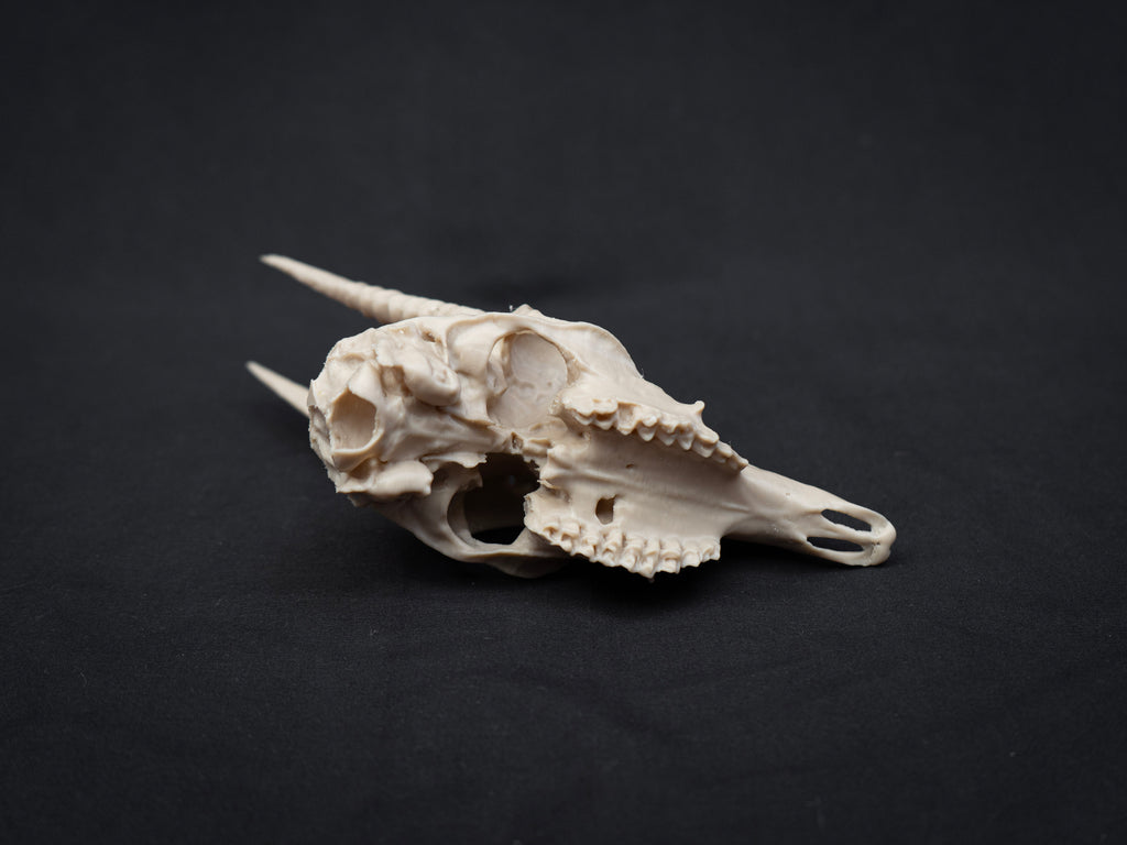 Oribi Deer skull - Life Size 3D Print