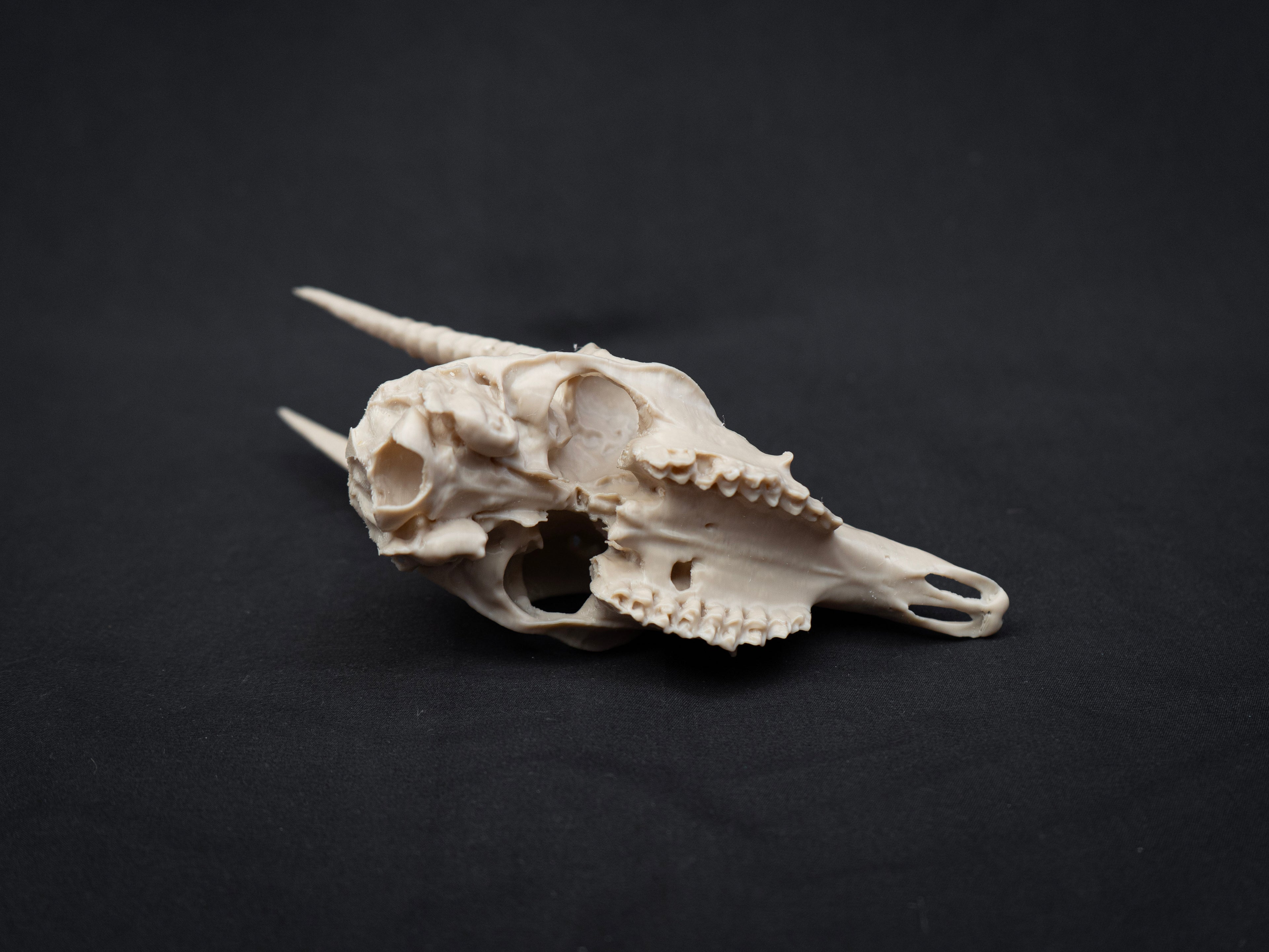 Oribi Deer skull - Life Size 3D Print