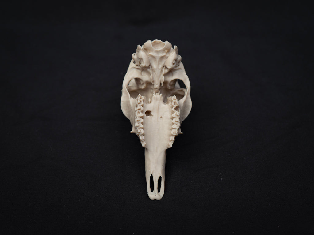 Oribi Deer skull - Life Size 3D Print