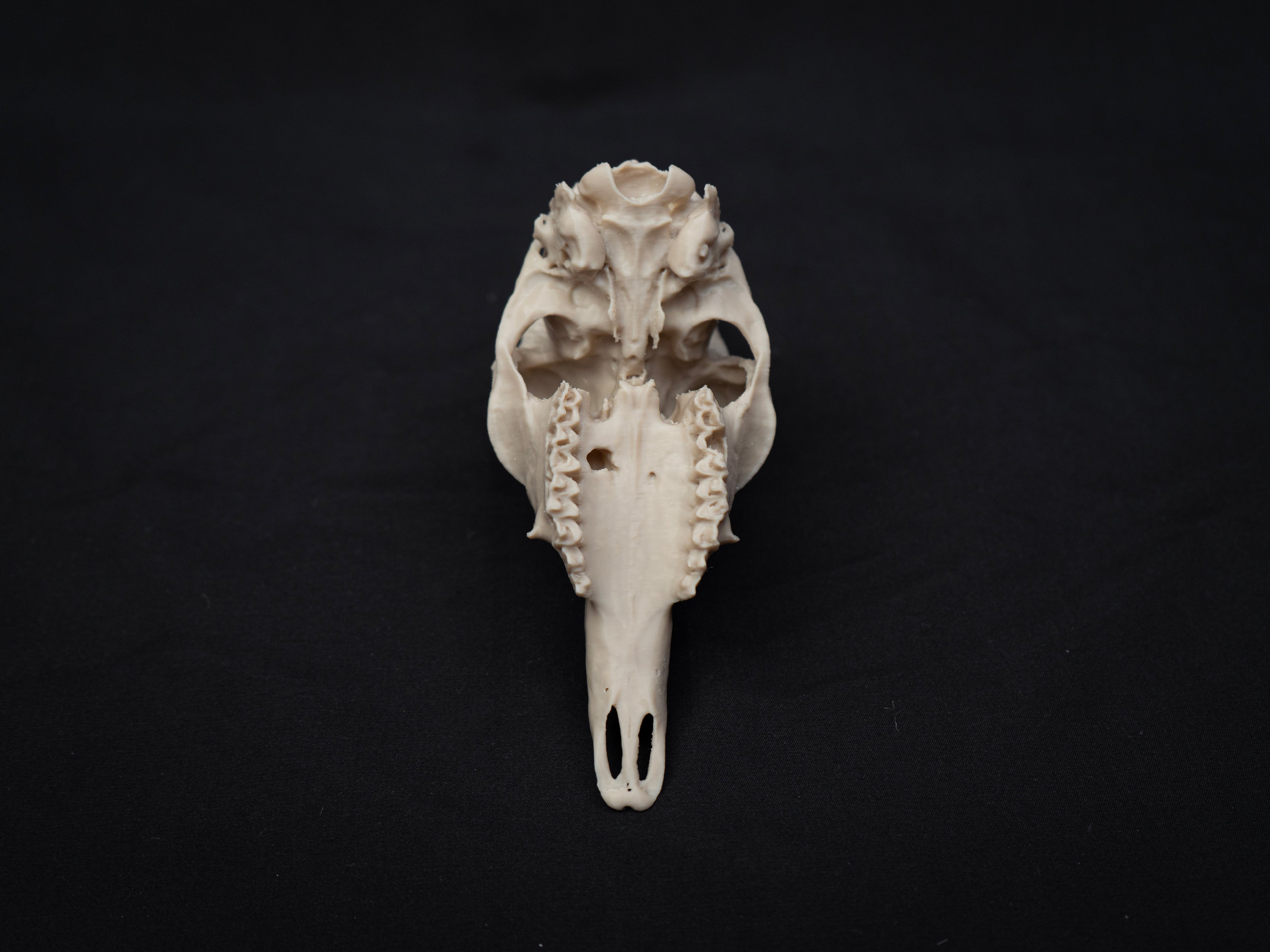 Oribi Deer skull - Life Size 3D Print