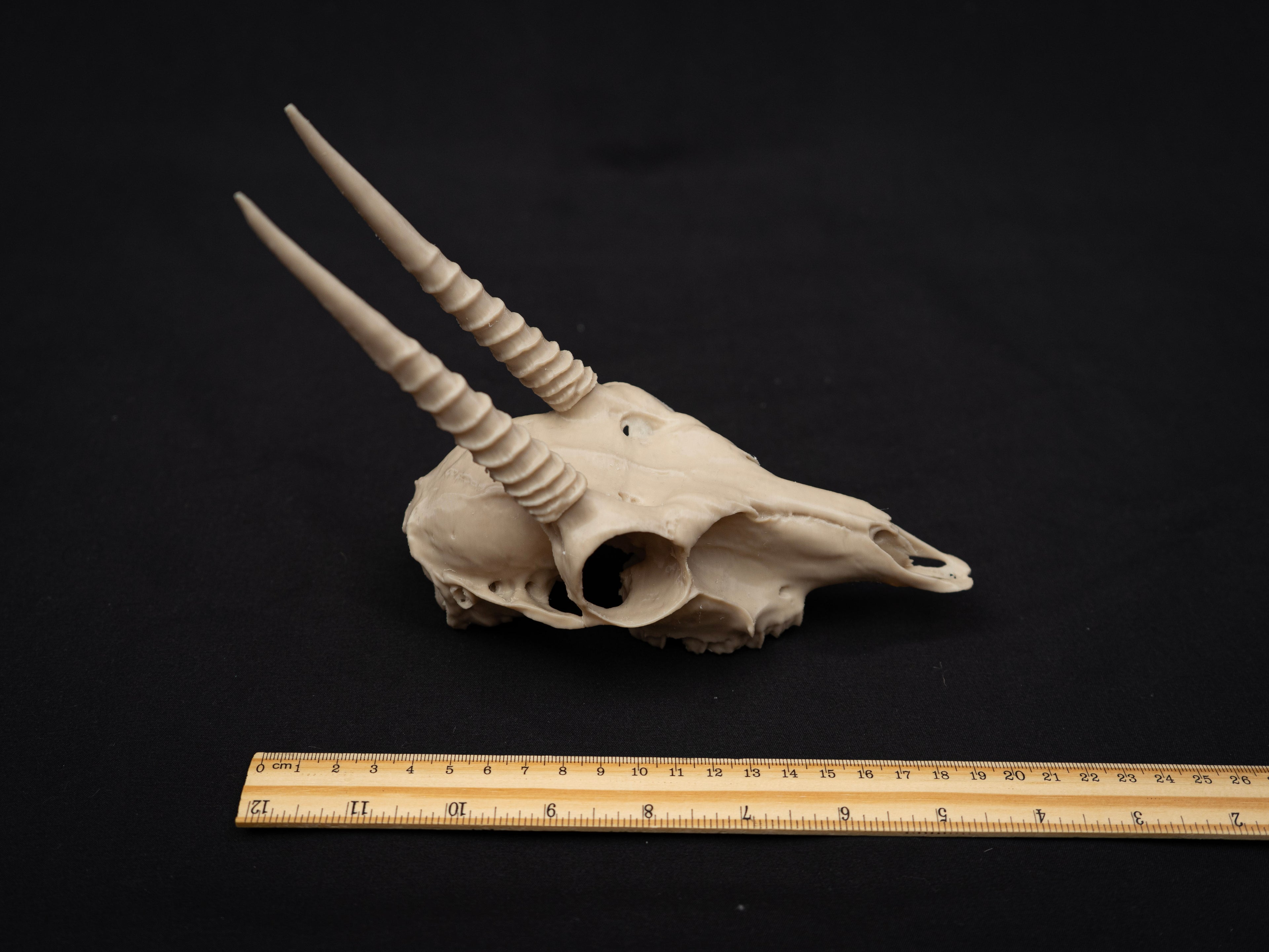 Oribi Deer skull - Life Size 3D Print