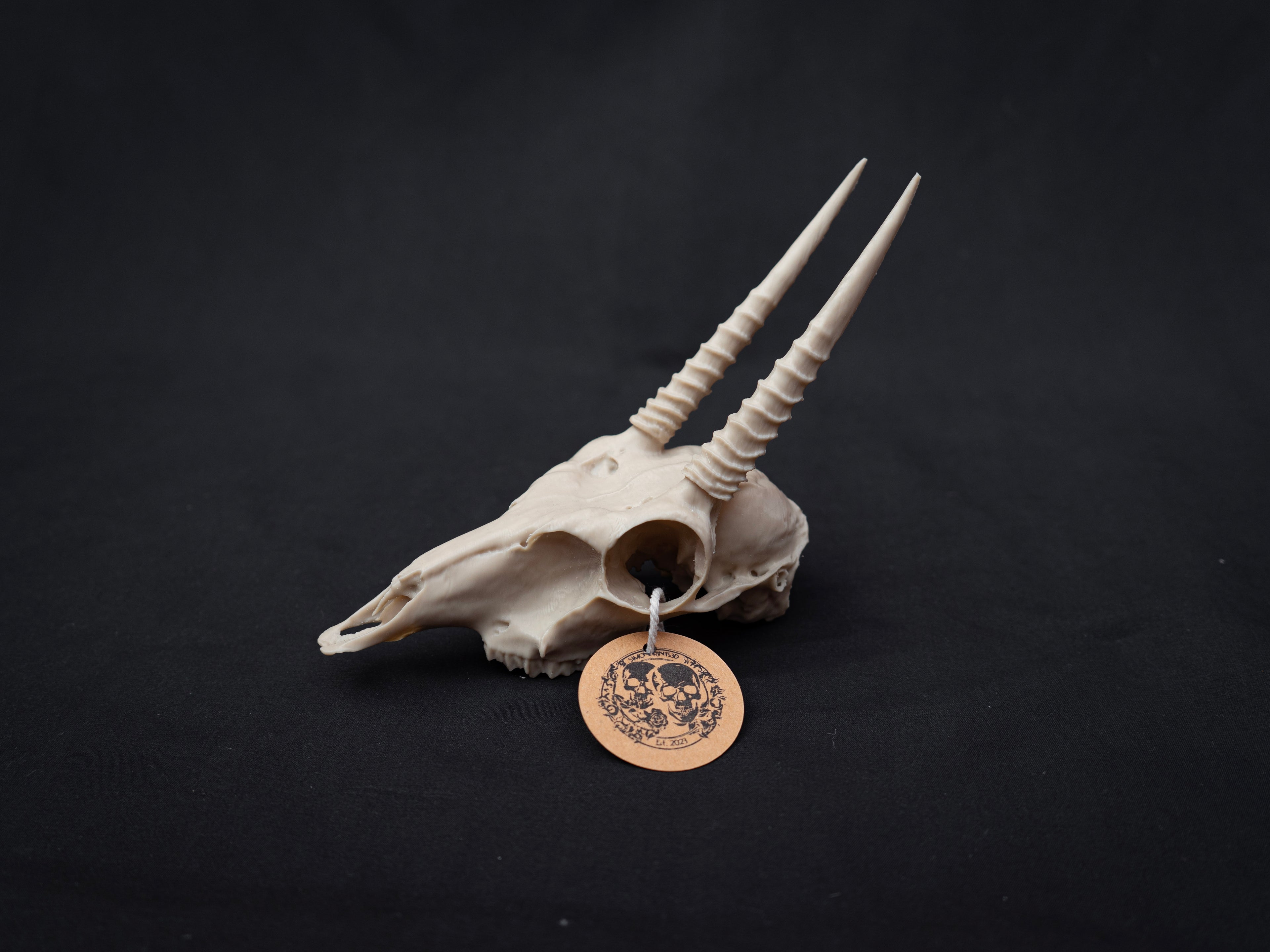 Oribi Deer skull - Life Size 3D Print