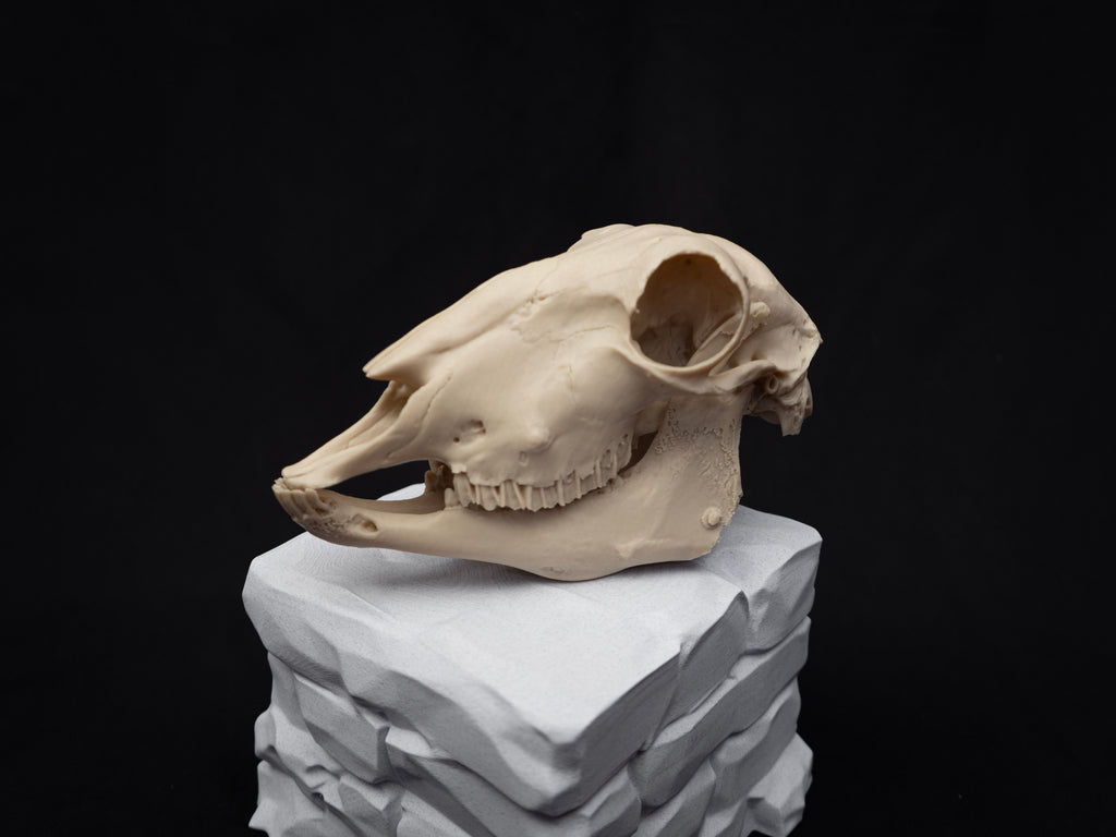Life Size Sheep Skull Replica – Realistic 3D Printed Bone Model Display
