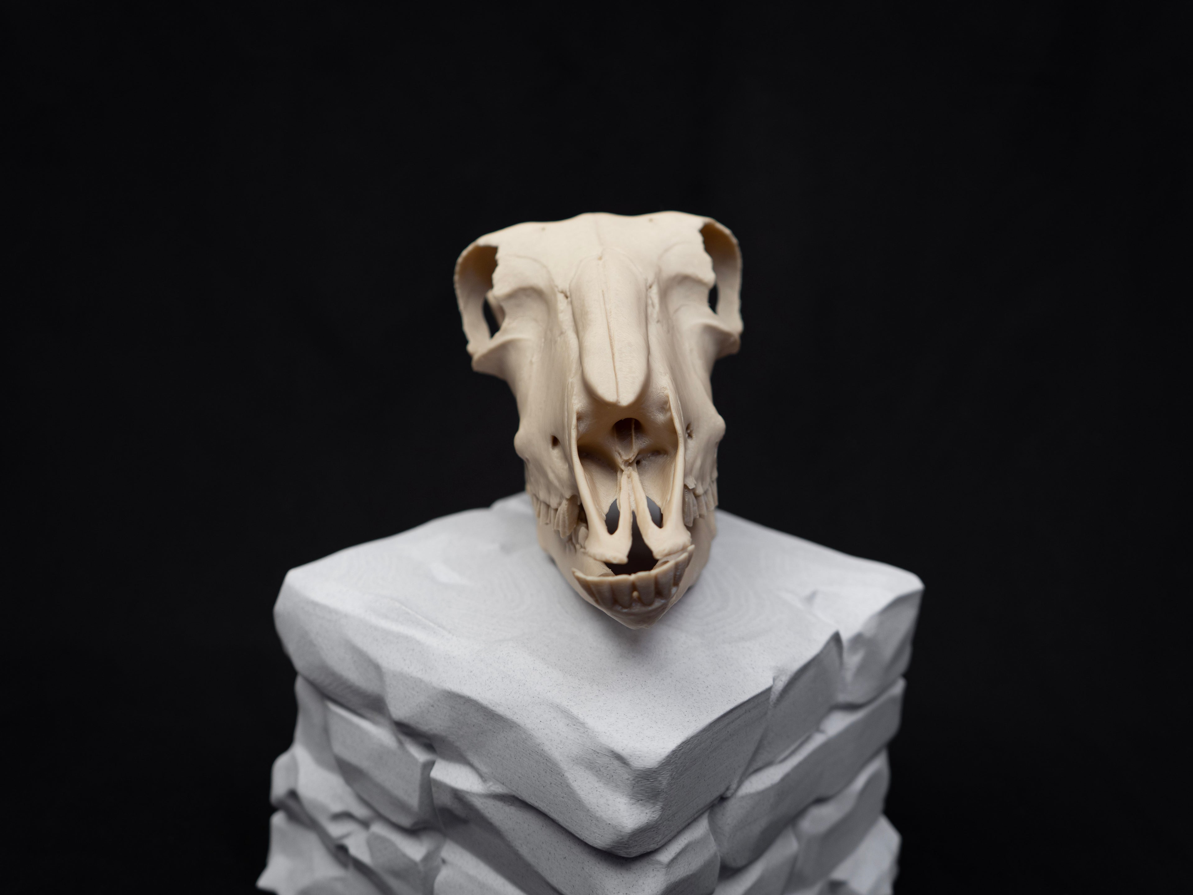 Life Size Sheep Skull Replica – Realistic 3D Printed Bone Model Display