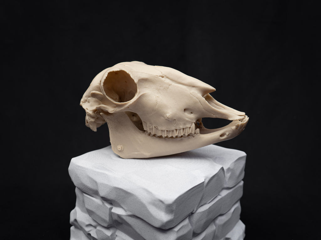 Life Size Sheep Skull Replica – Realistic 3D Printed Bone Model Display